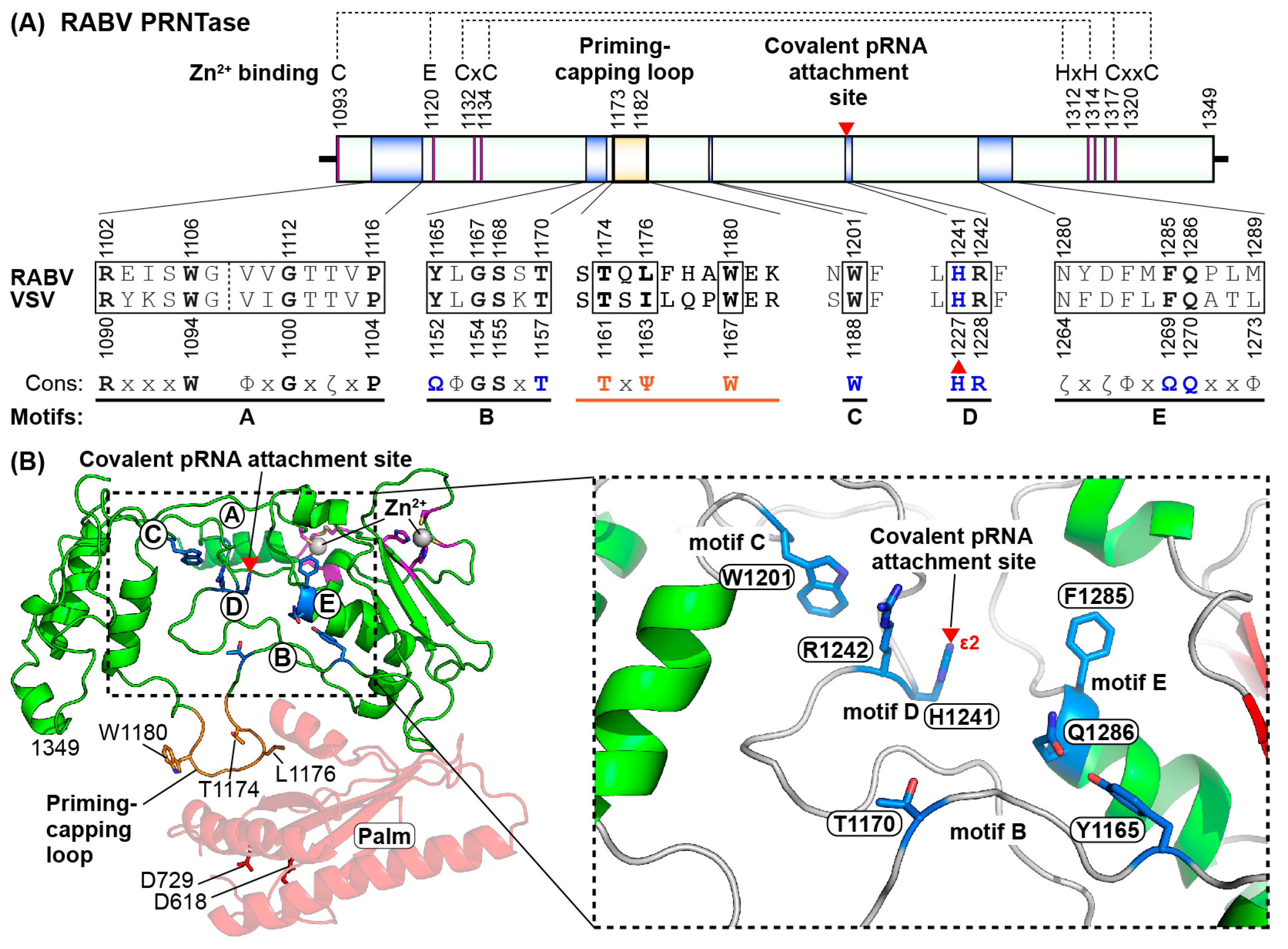 Viruses 11 00504 g006 Viruses 11 00504 g006