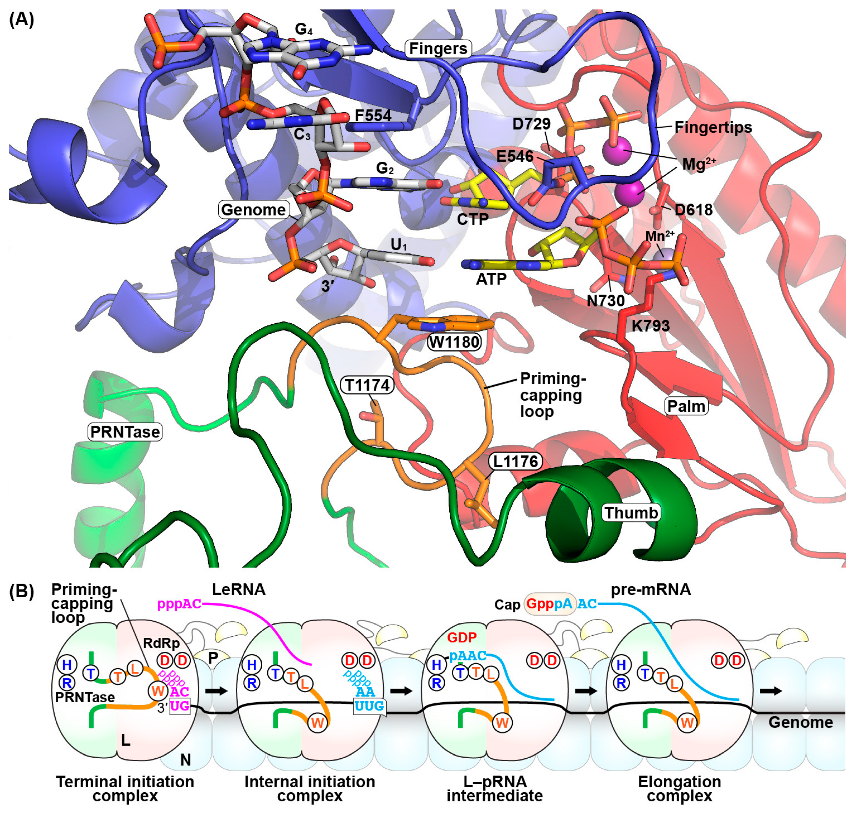 Viruses 11 00504 g007 Viruses 11 00504 g007
