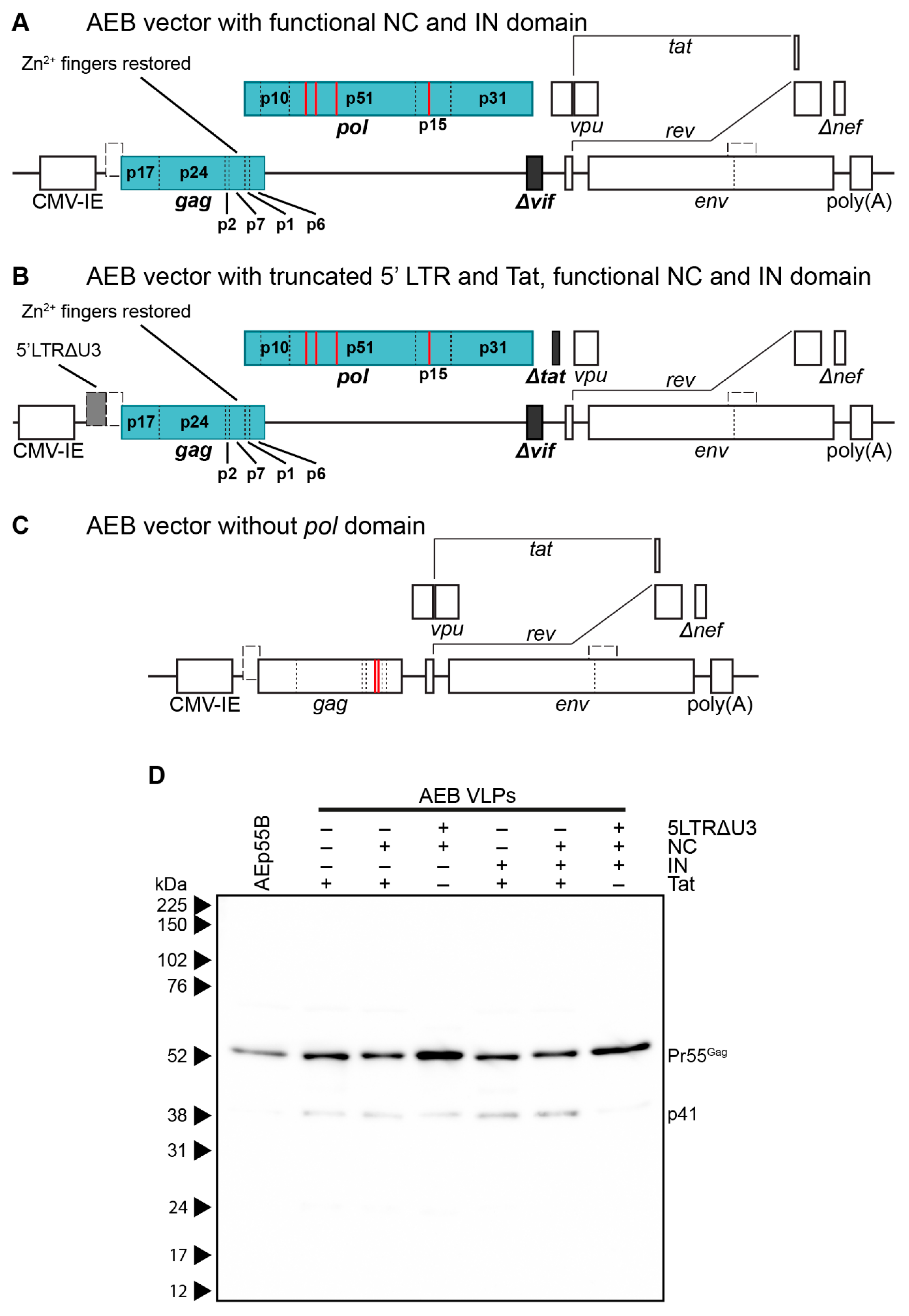 Viruses 11 00507 g003 Viruses 11 00507 g003