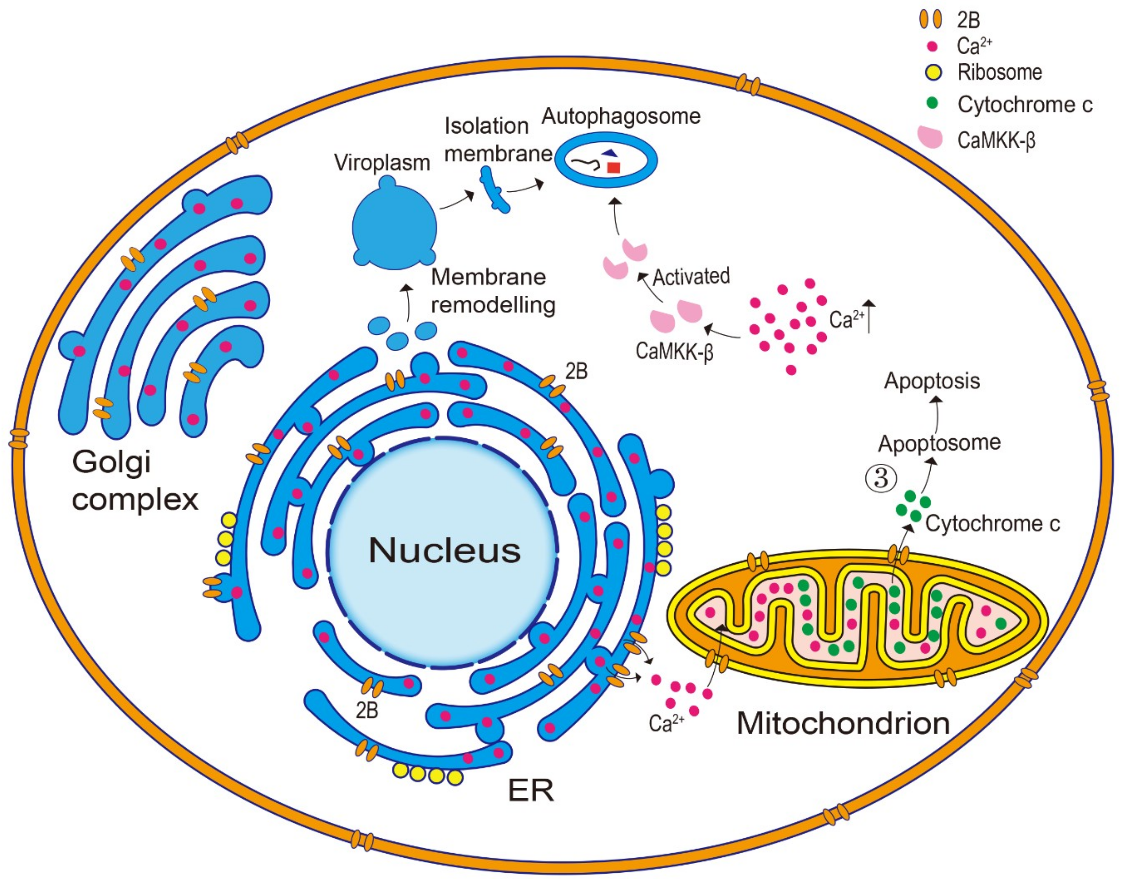 Viruses 11 00510 g002