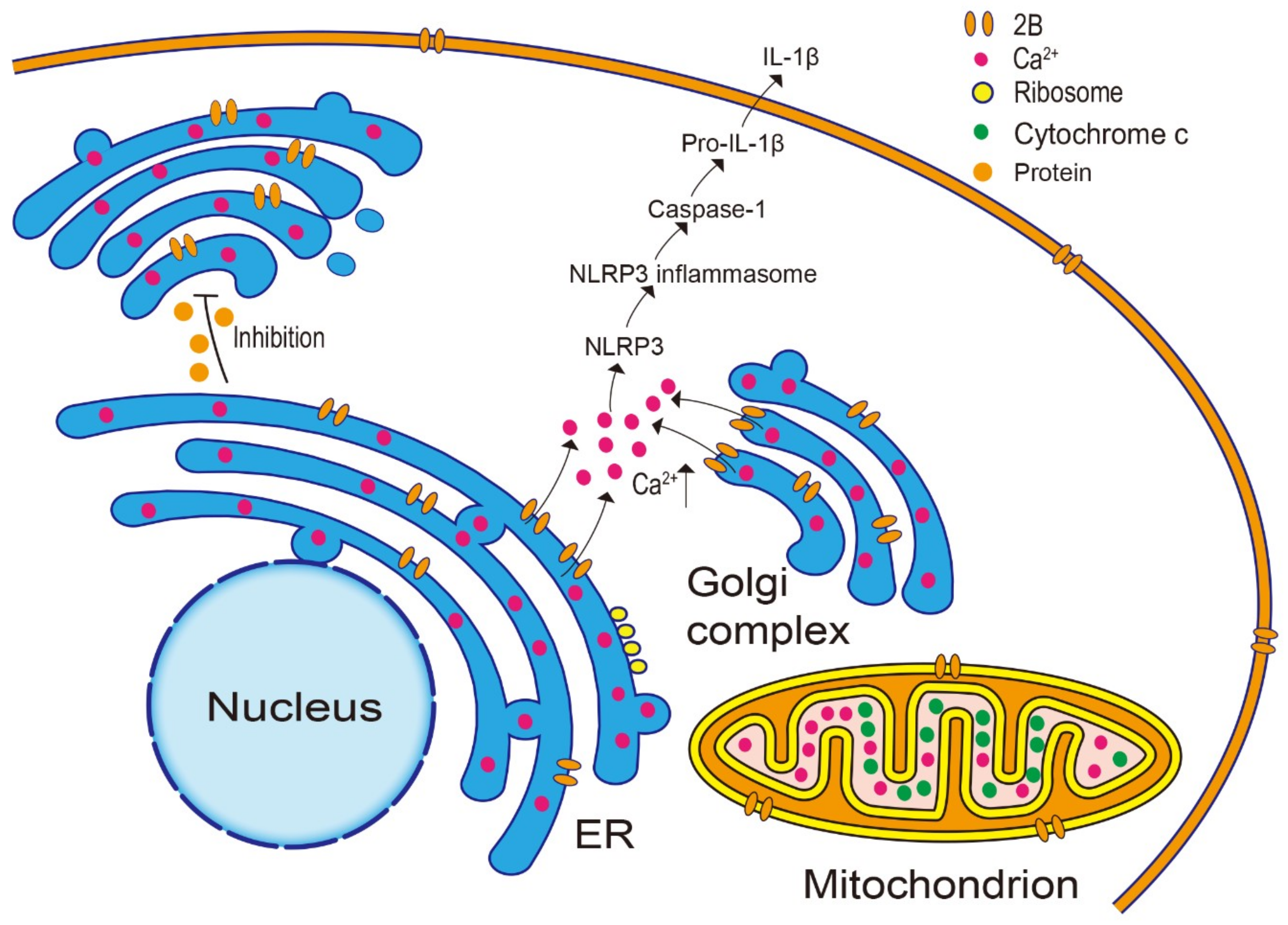 Viruses 11 00510 g003
