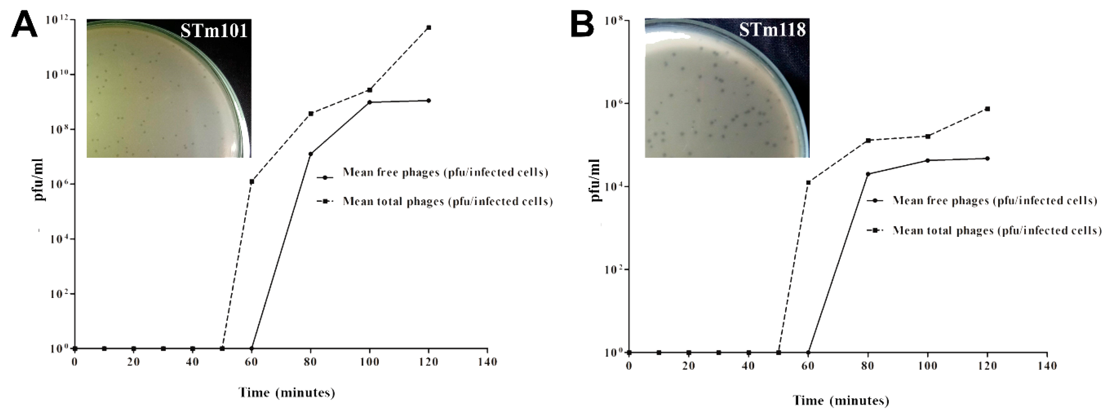 Viruses 11 00520 g002