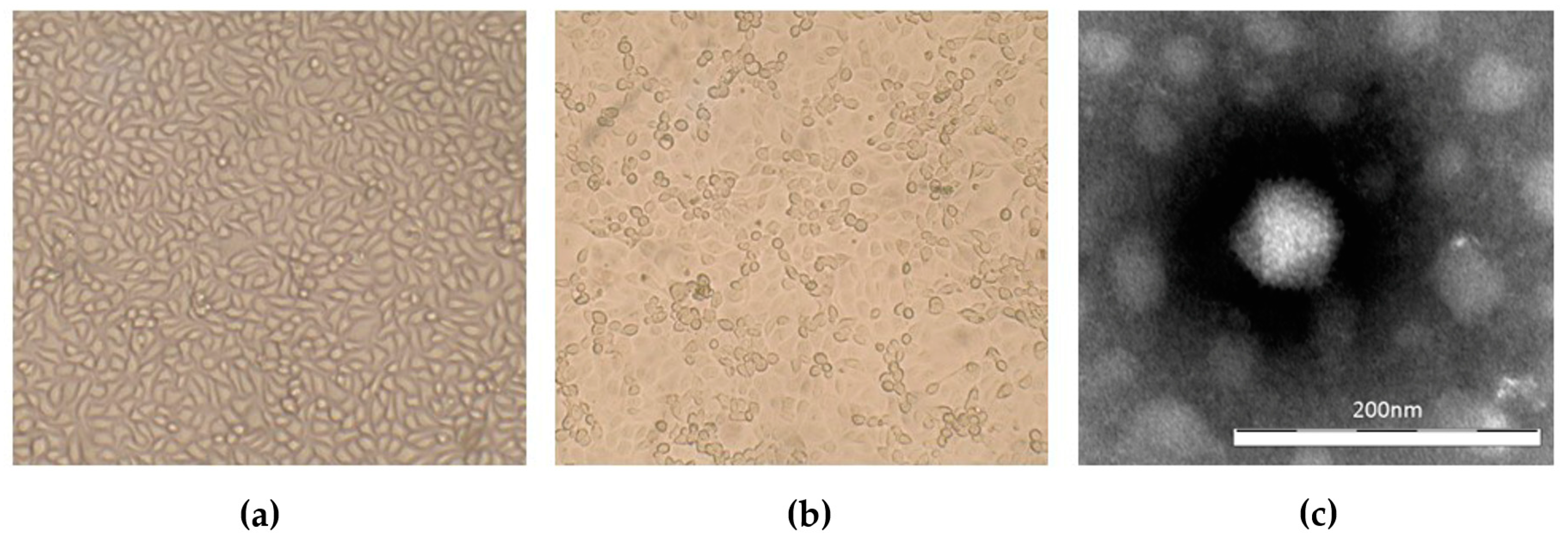 Viruses 11 00523 g001