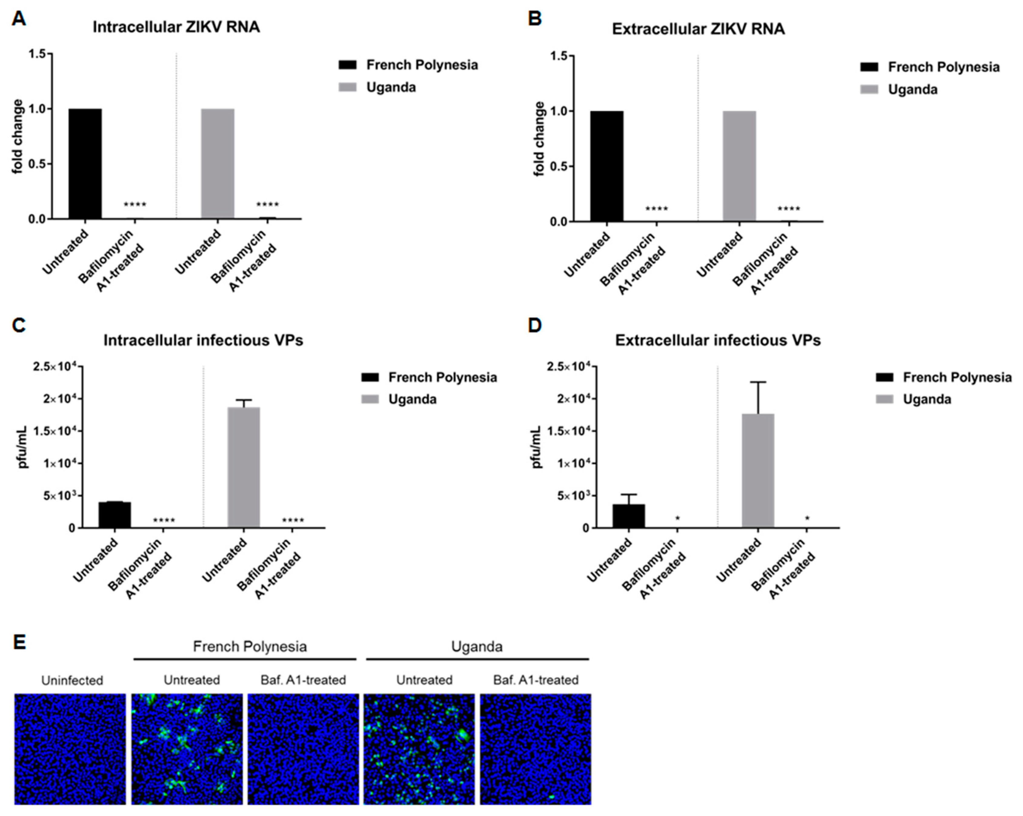 Viruses 11 00524 g001