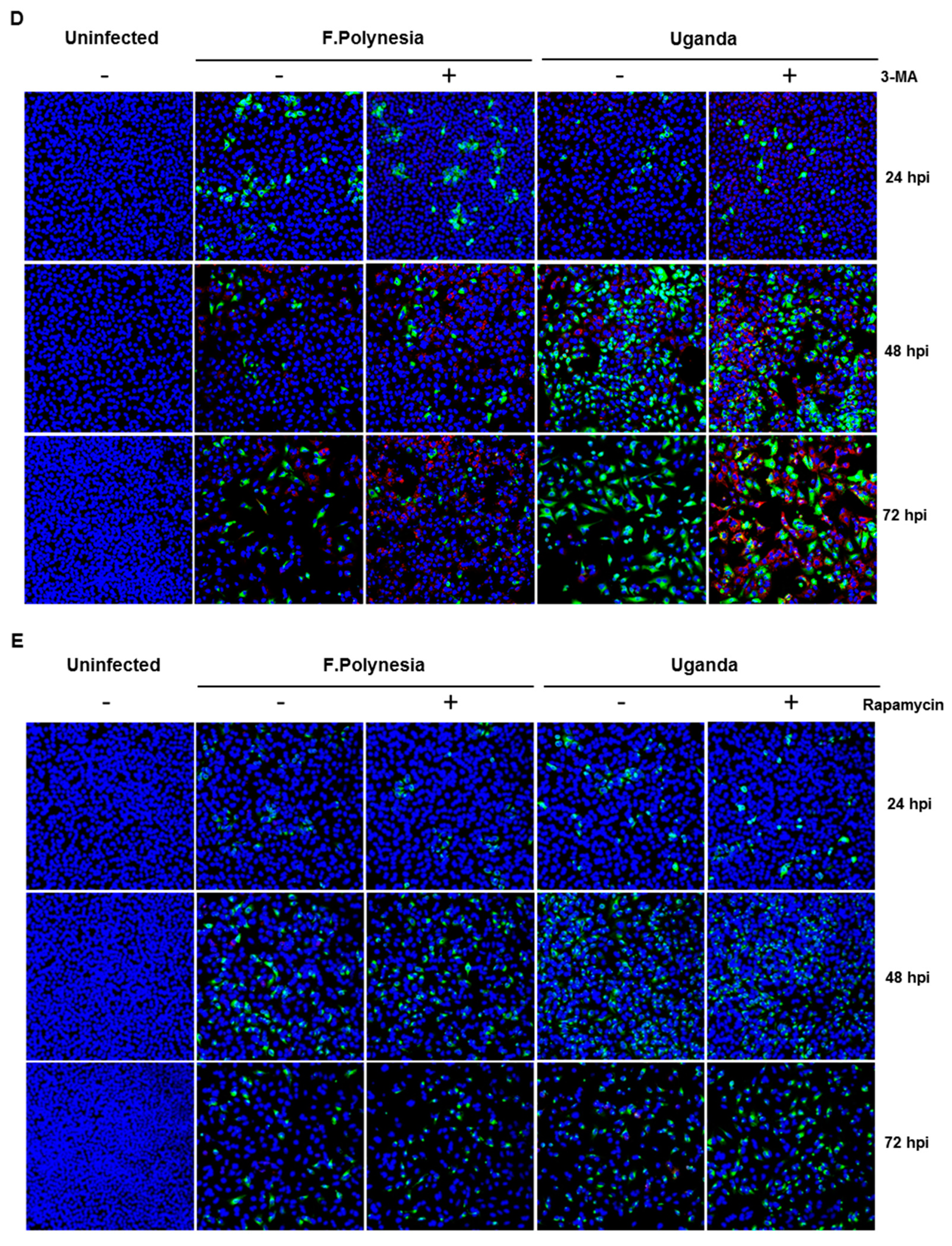 Viruses 11 00524 g005b
