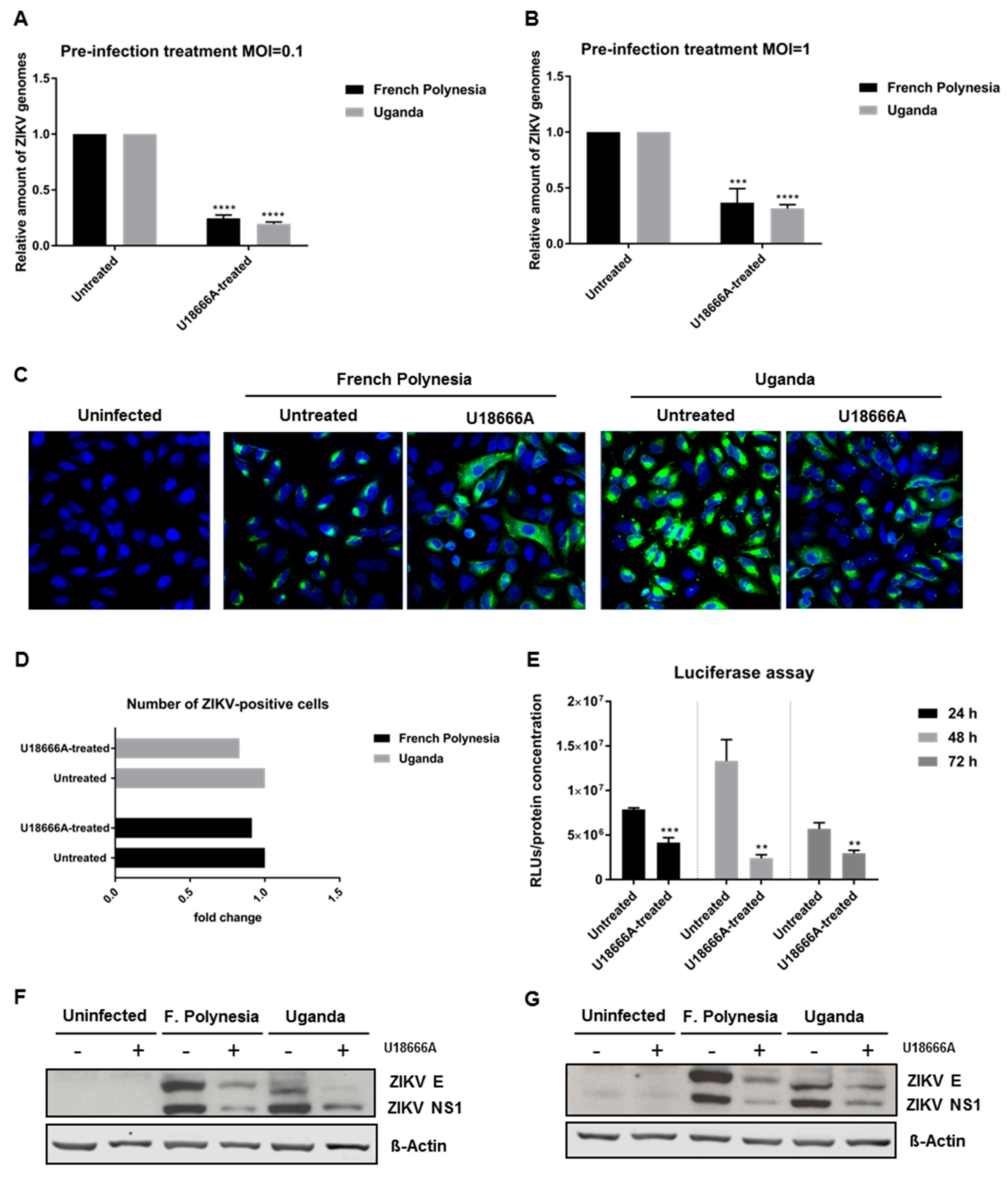 Viruses 11 00524 g008