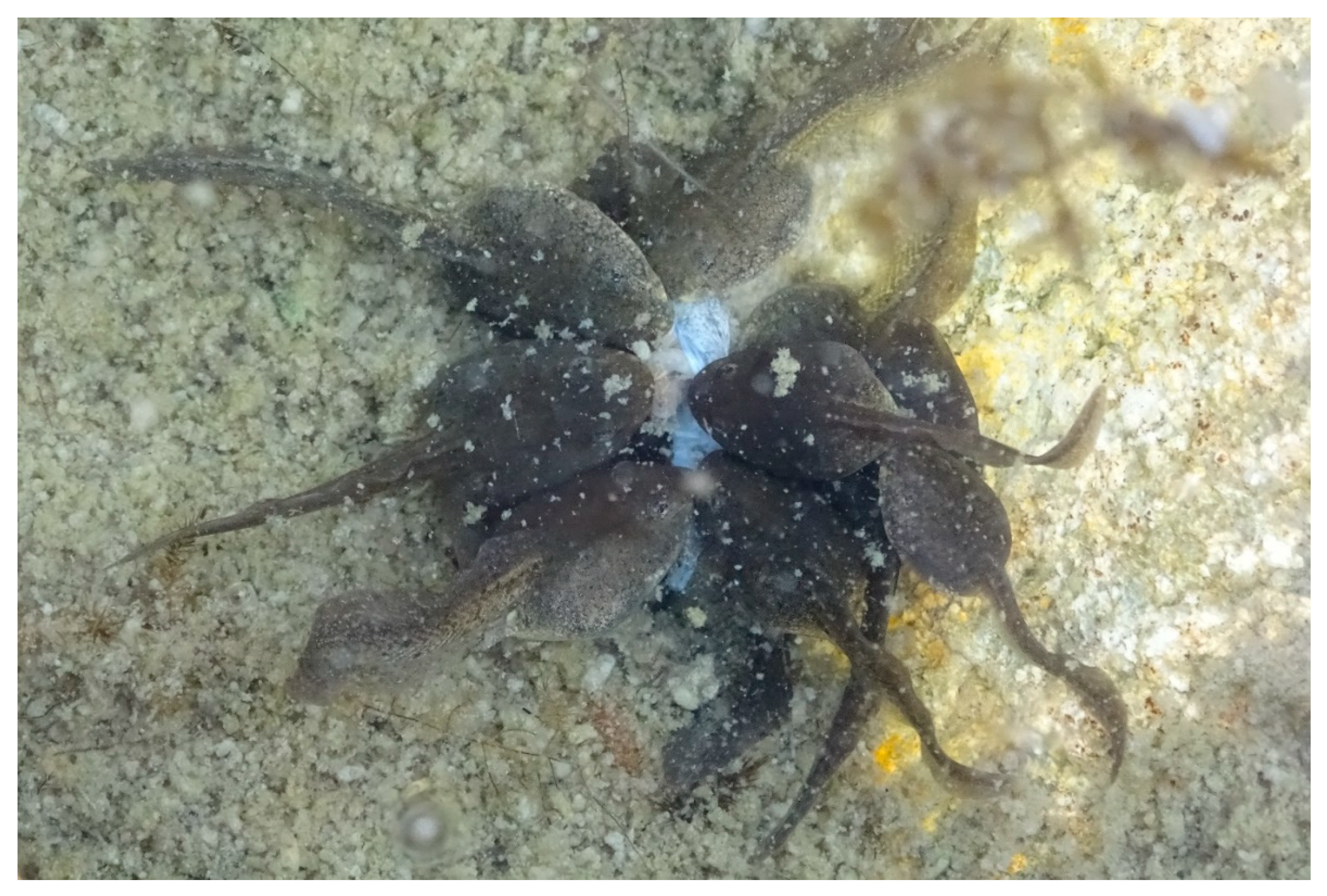 Viruses 11 00526 g001 Viruses 11 00526 g001