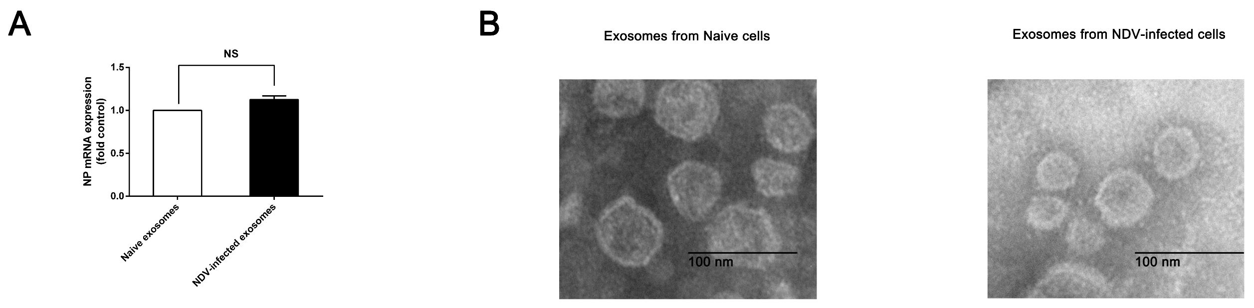 Viruses 11 00527 g001 Viruses 11 00527 g001