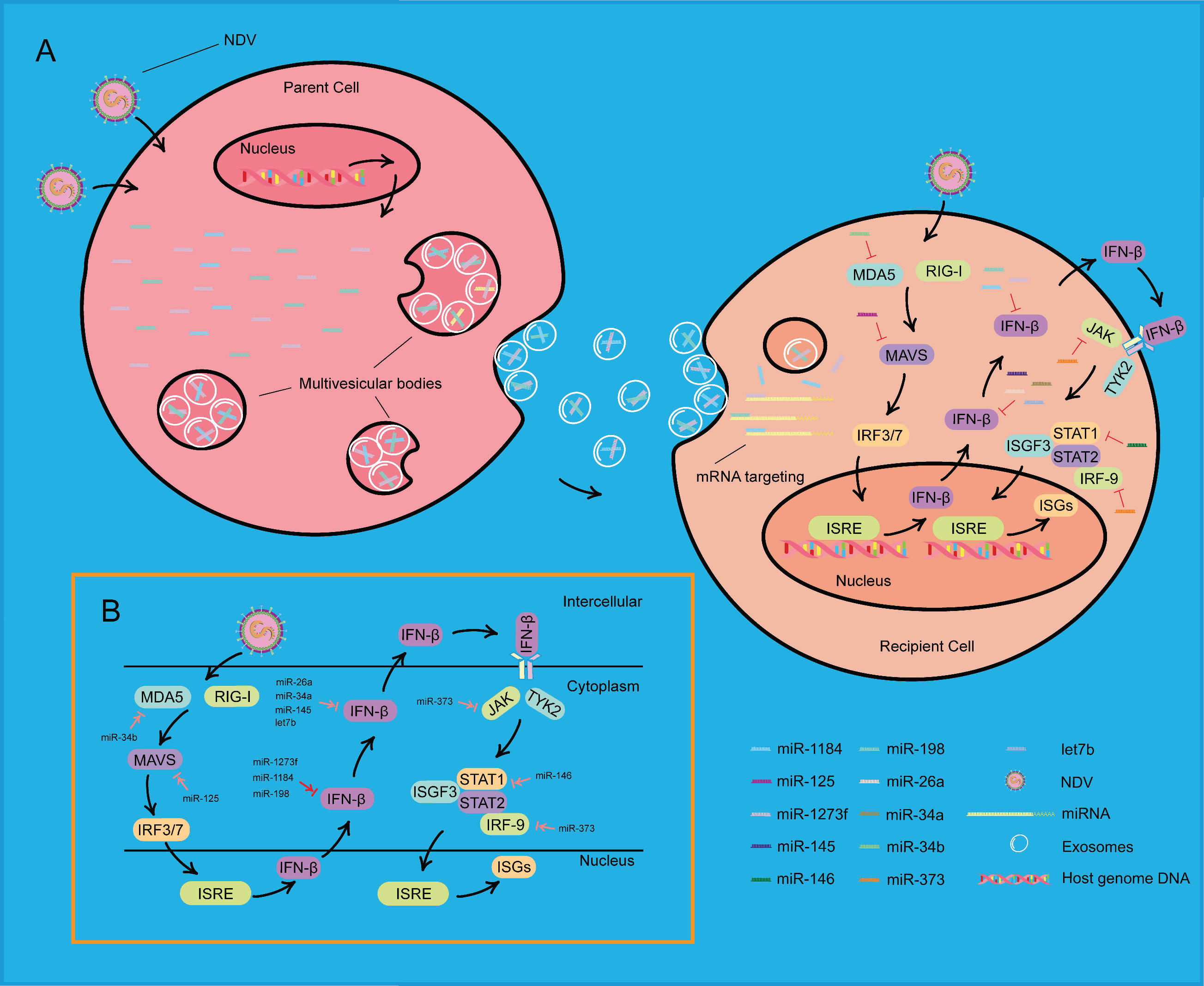 Viruses 11 00527 g008 Viruses 11 00527 g008