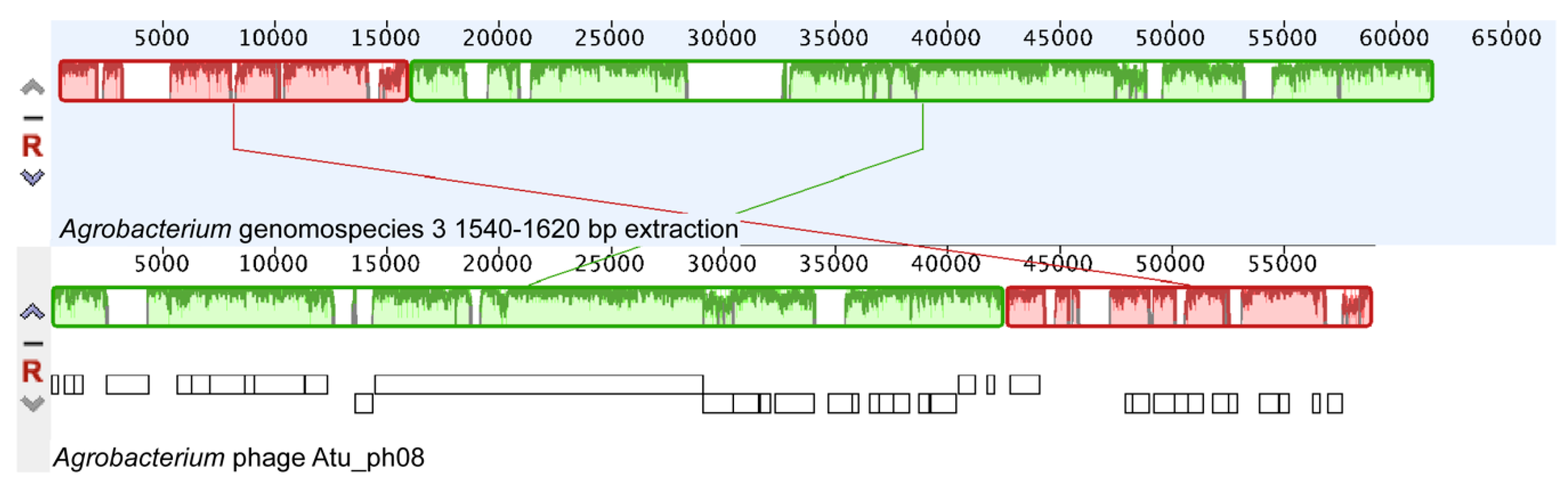 Viruses 11 00528 g005 Viruses 11 00528 g005