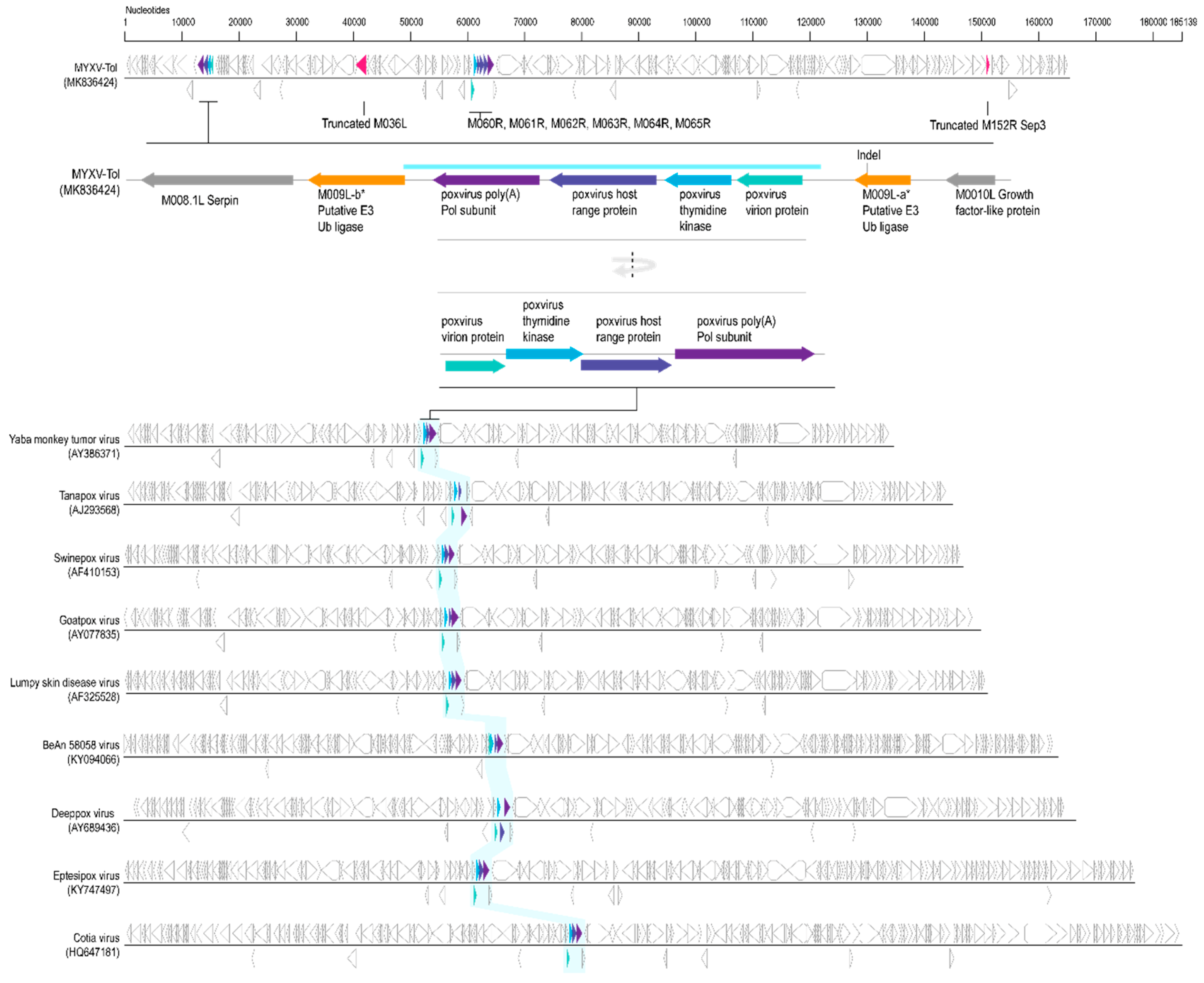 Viruses 11 00530 g003 Viruses 11 00530 g003