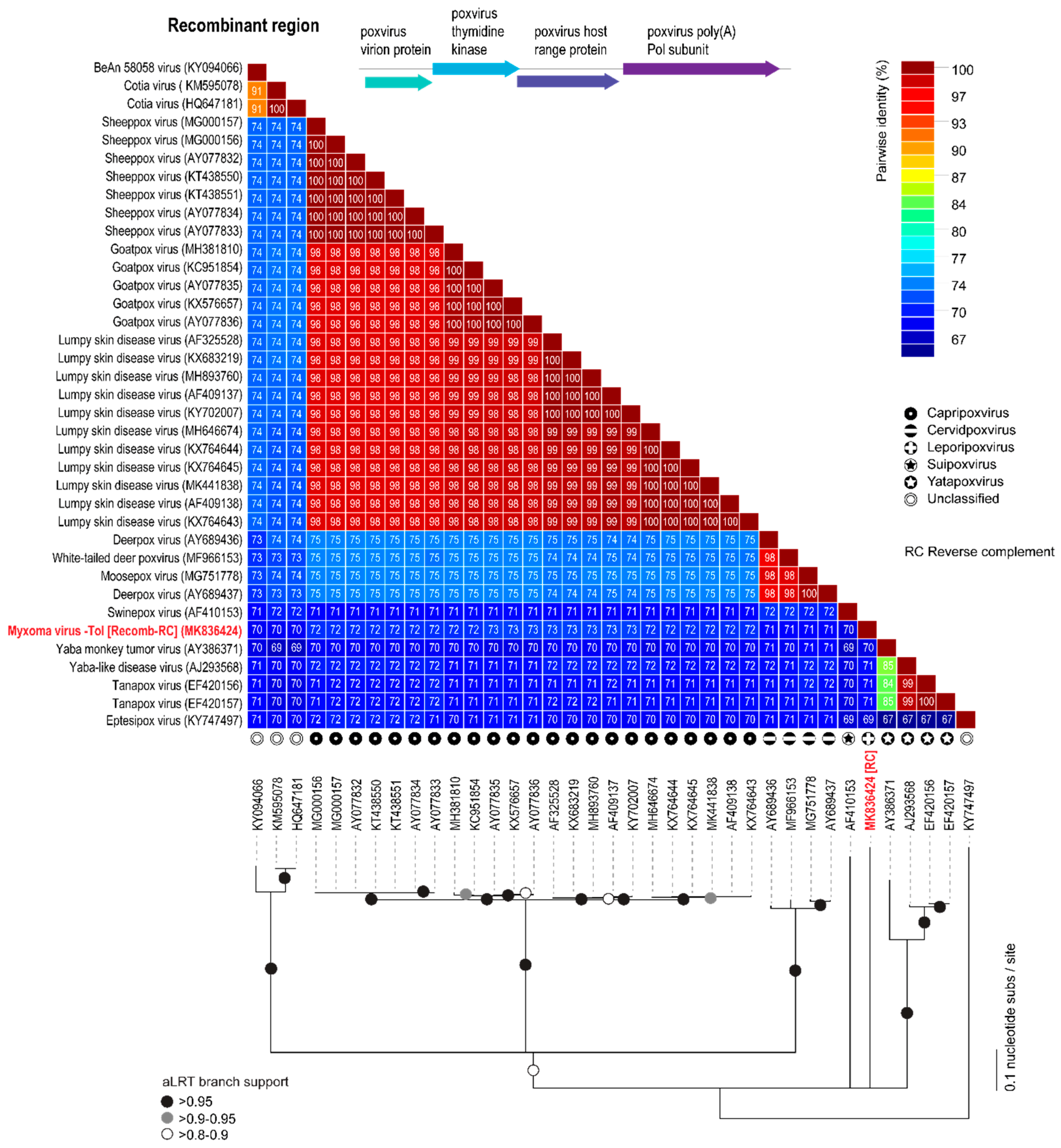 Viruses 11 00530 g004 Viruses 11 00530 g004