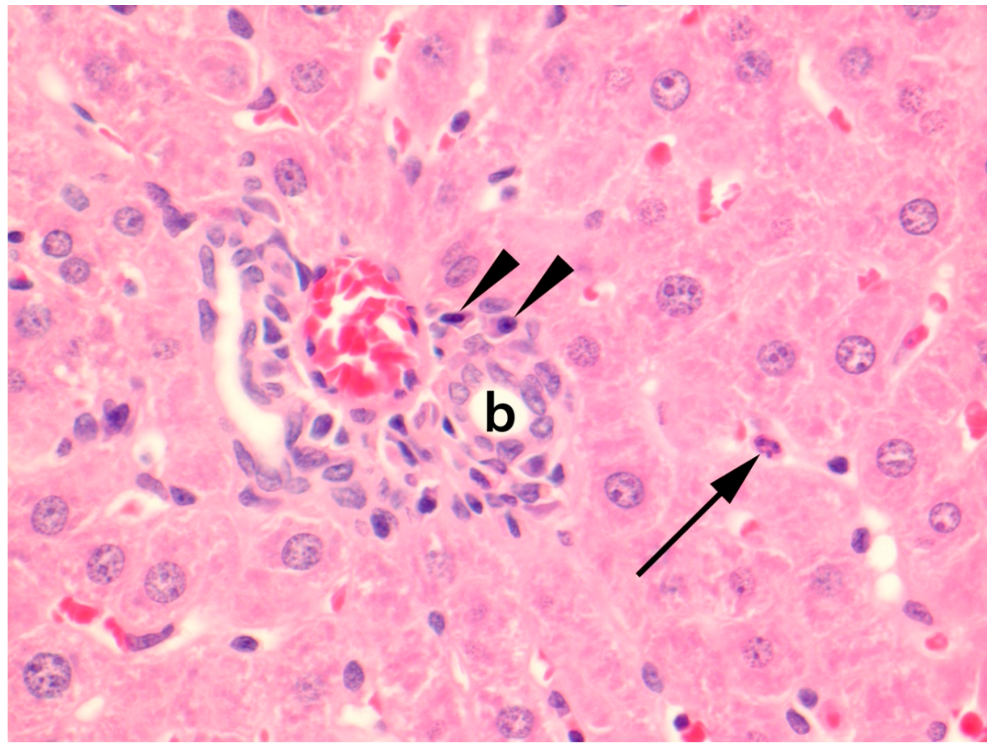 Viruses 11 00531 g003 Viruses 11 00531 g003