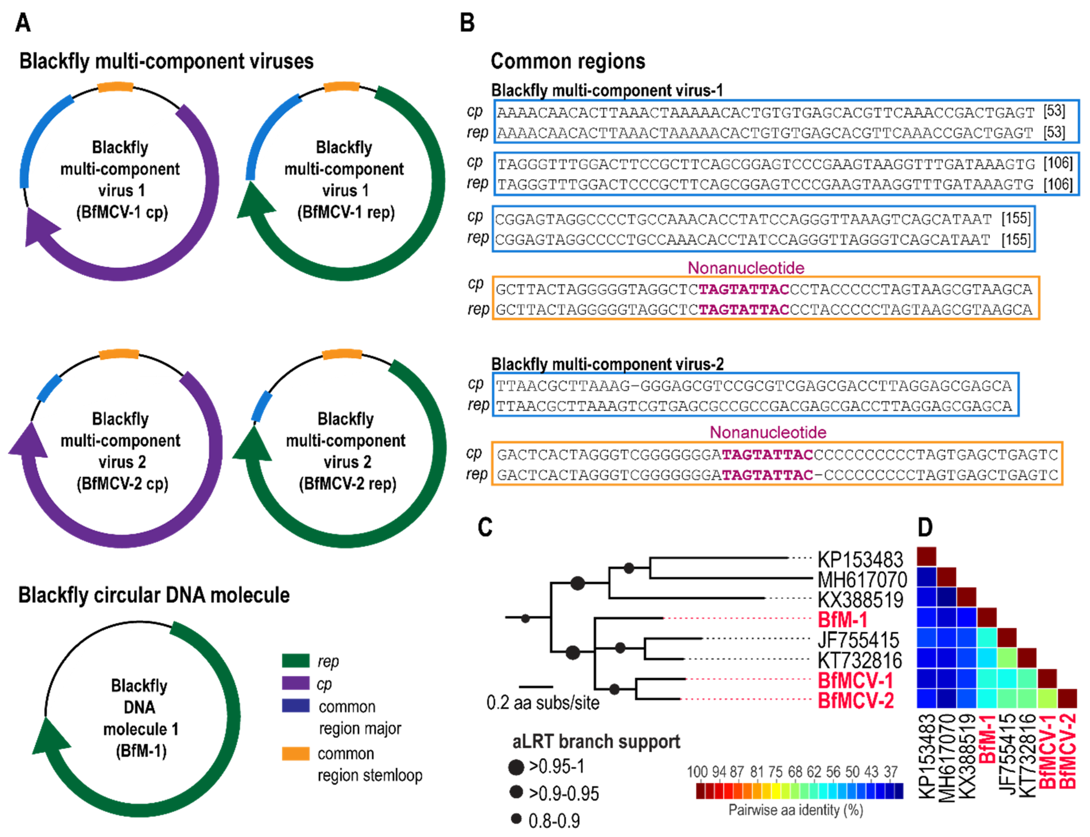 Viruses Free Full Text Unravelling The Single Stranded Dna Virome Of The New Zealand Blackfly Html Viruses Free Full Text Unravelling The Single Stranded Dna Virome Of The New Zealand Blackfly Html