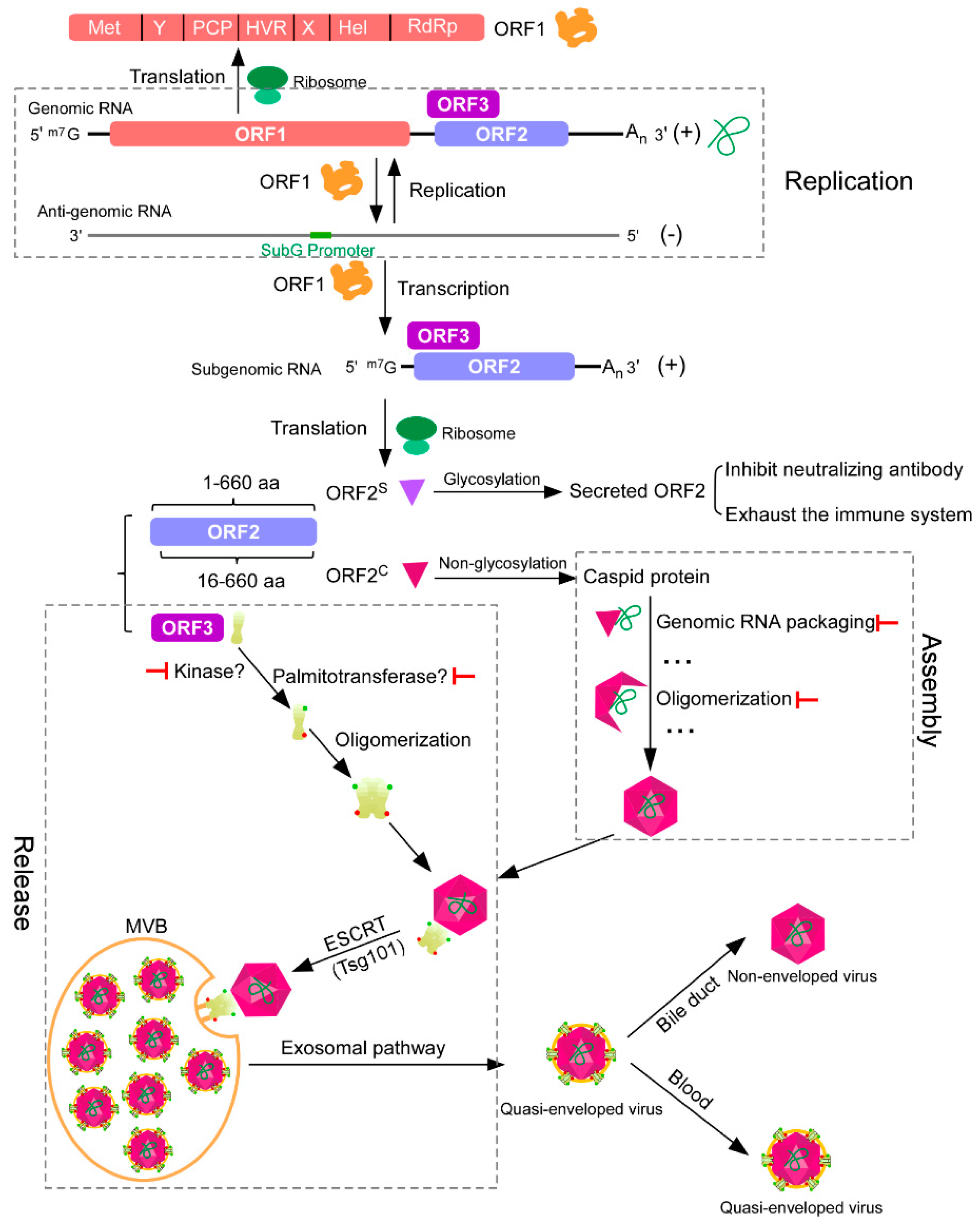 Why hepatitis e is more dangerous in pregnancy picture