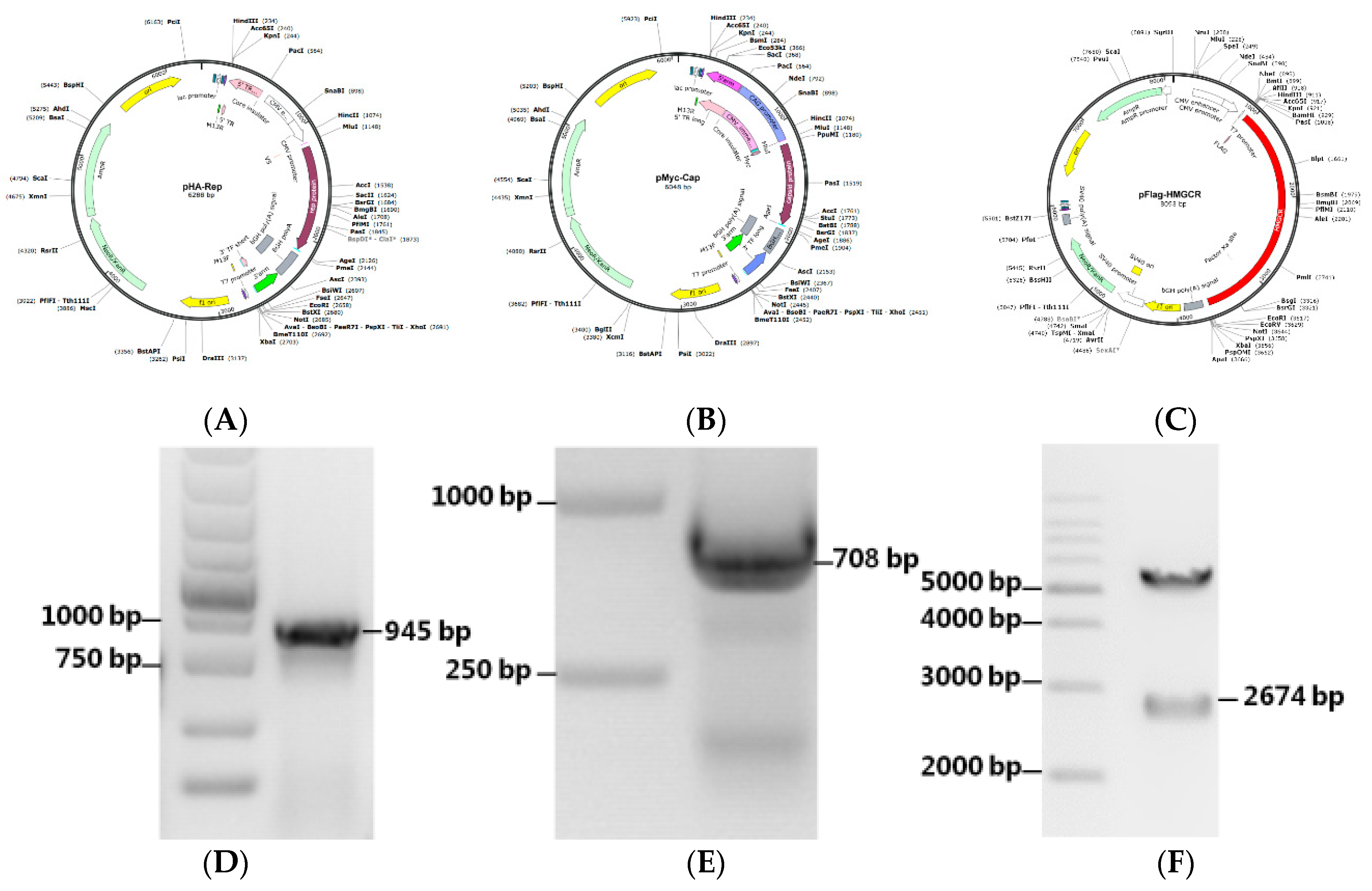 Viruses 11 00544 g005