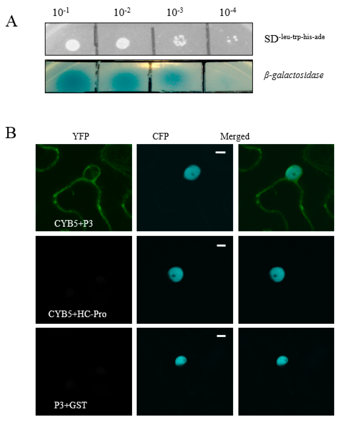 Viruses 11 00546 g001 Viruses 11 00546 g001