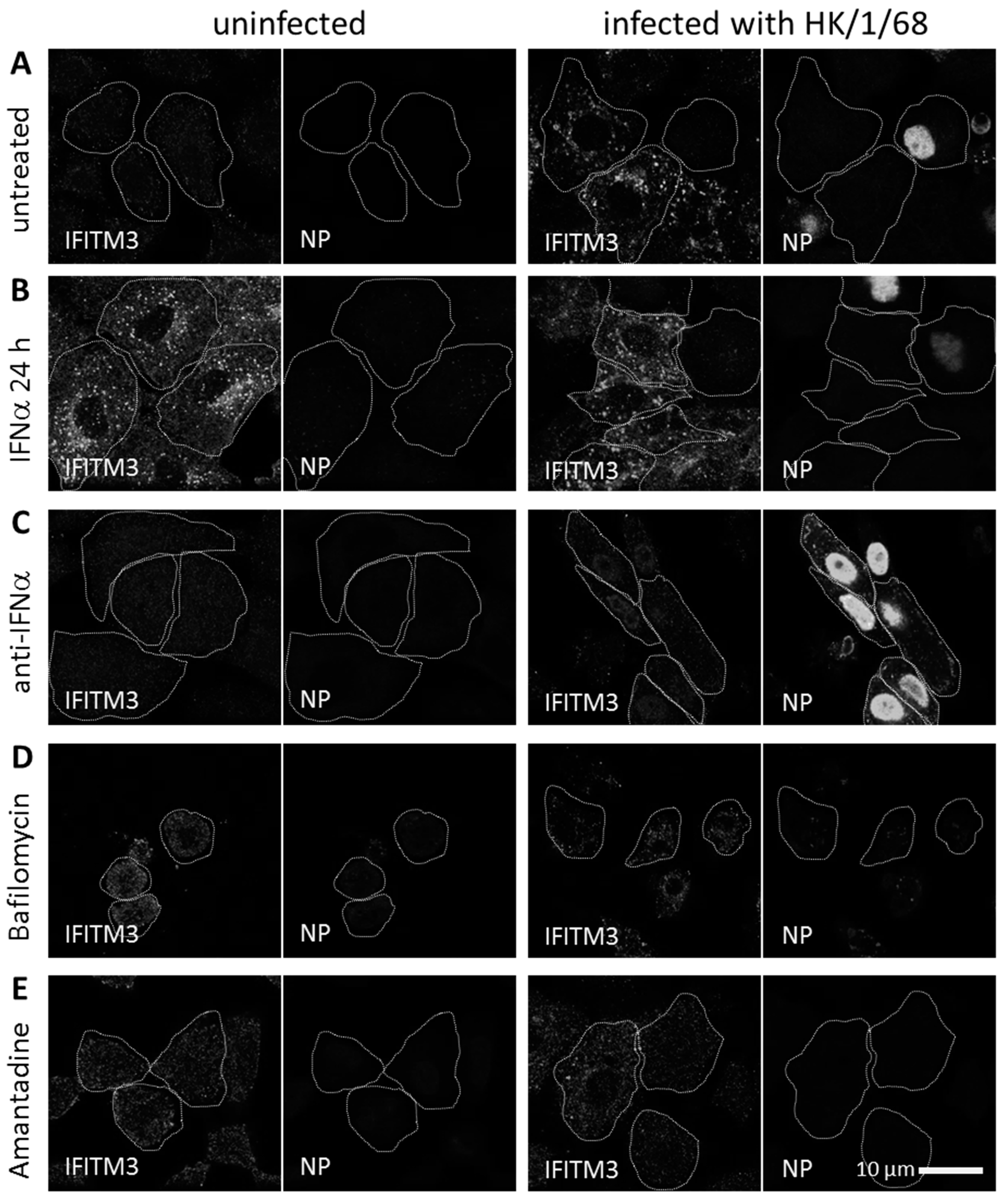 Viruses 11 00548 g001