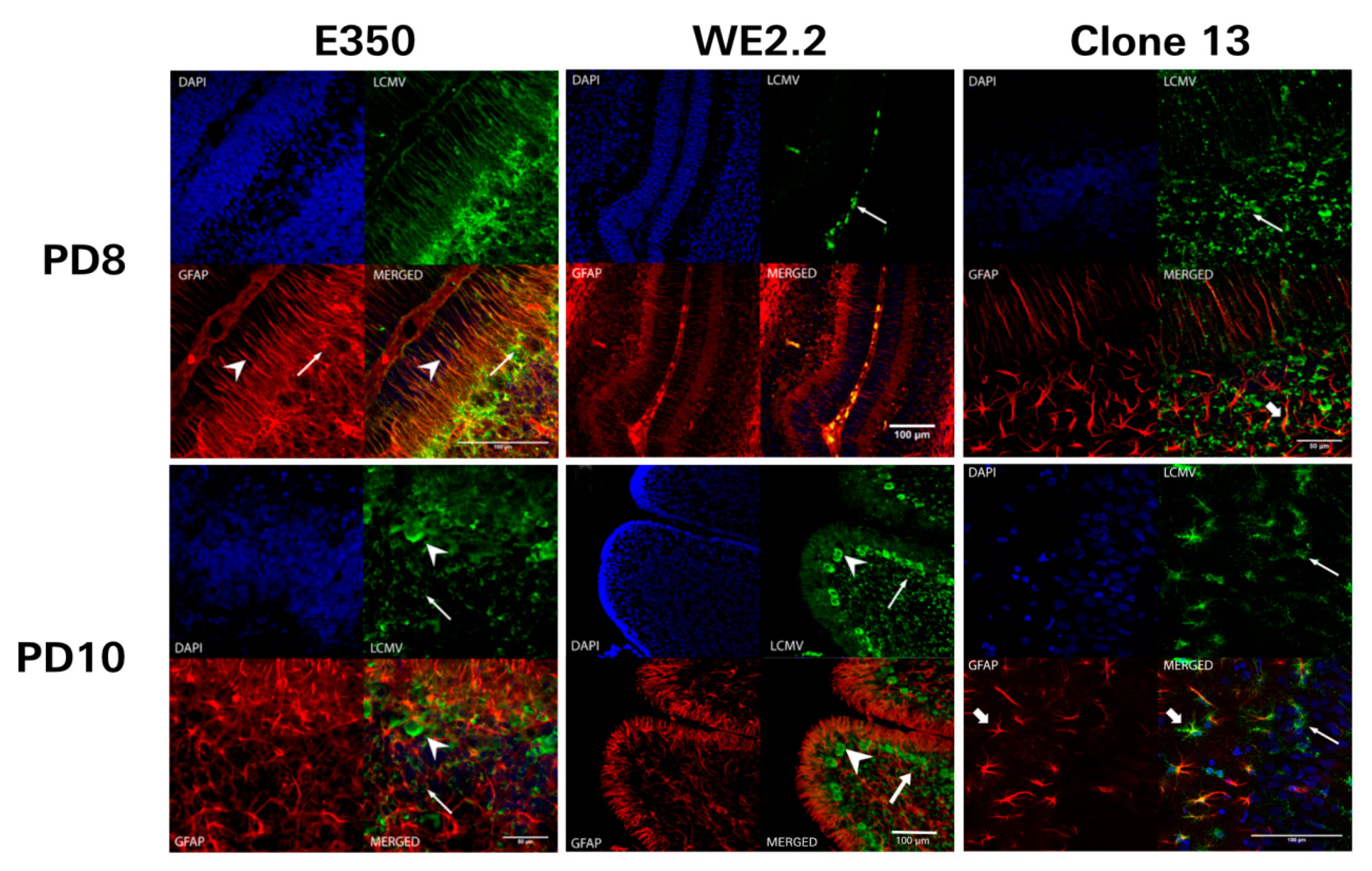 Viruses 11 00552 g007