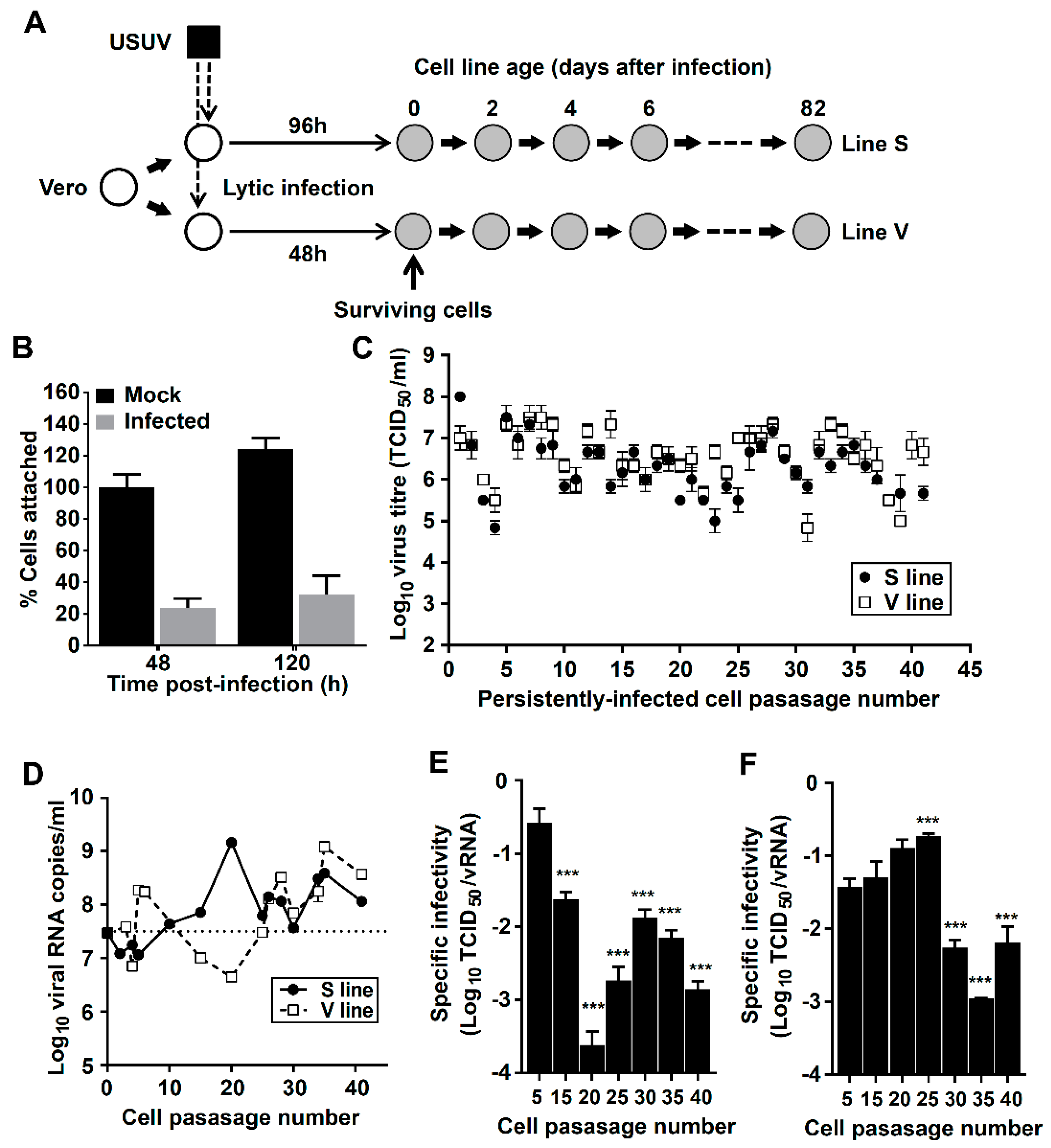 Viruses 11 00560 g001