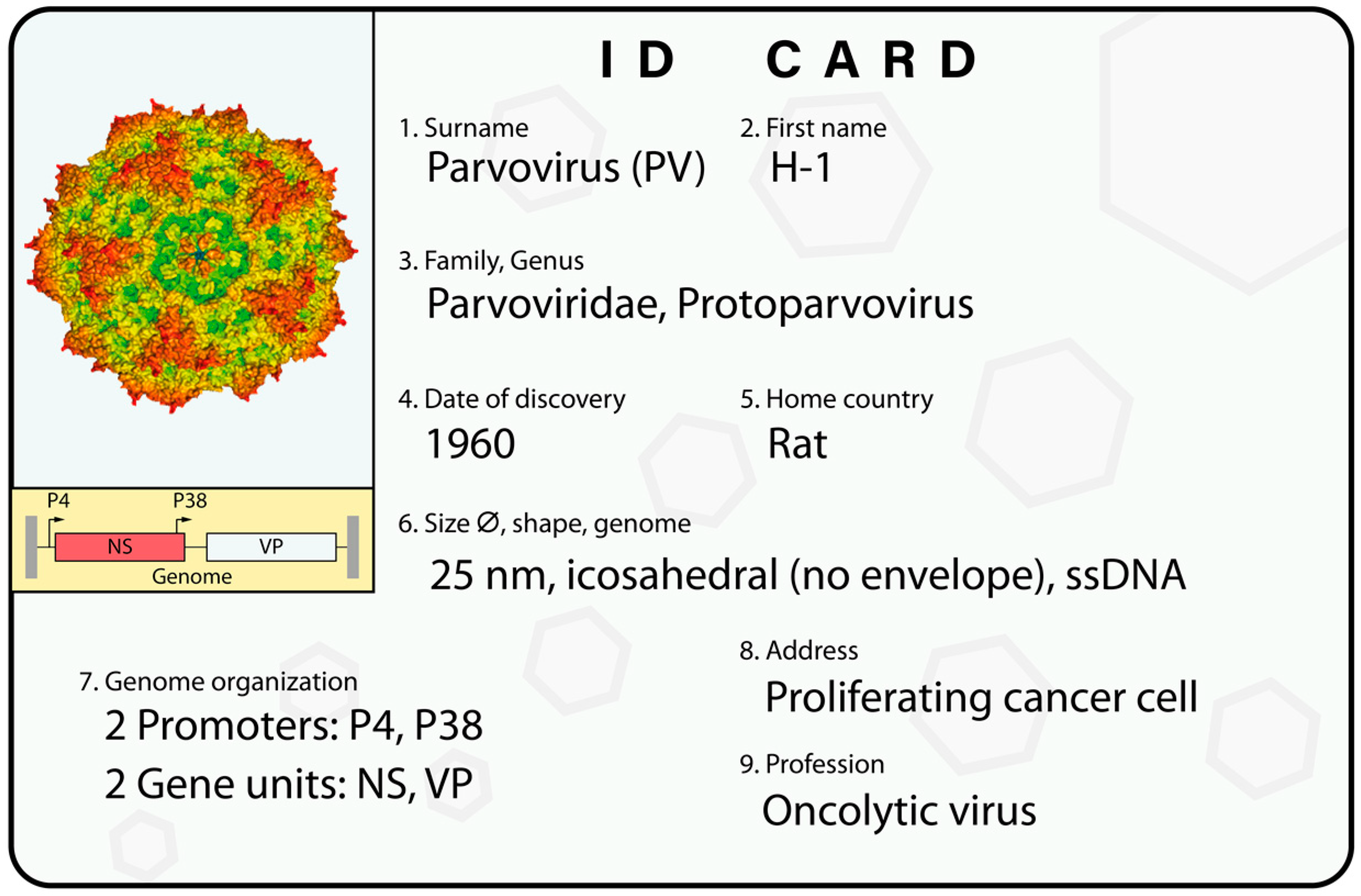 Viruses 11 00562 g001 Viruses 11 00562 g001