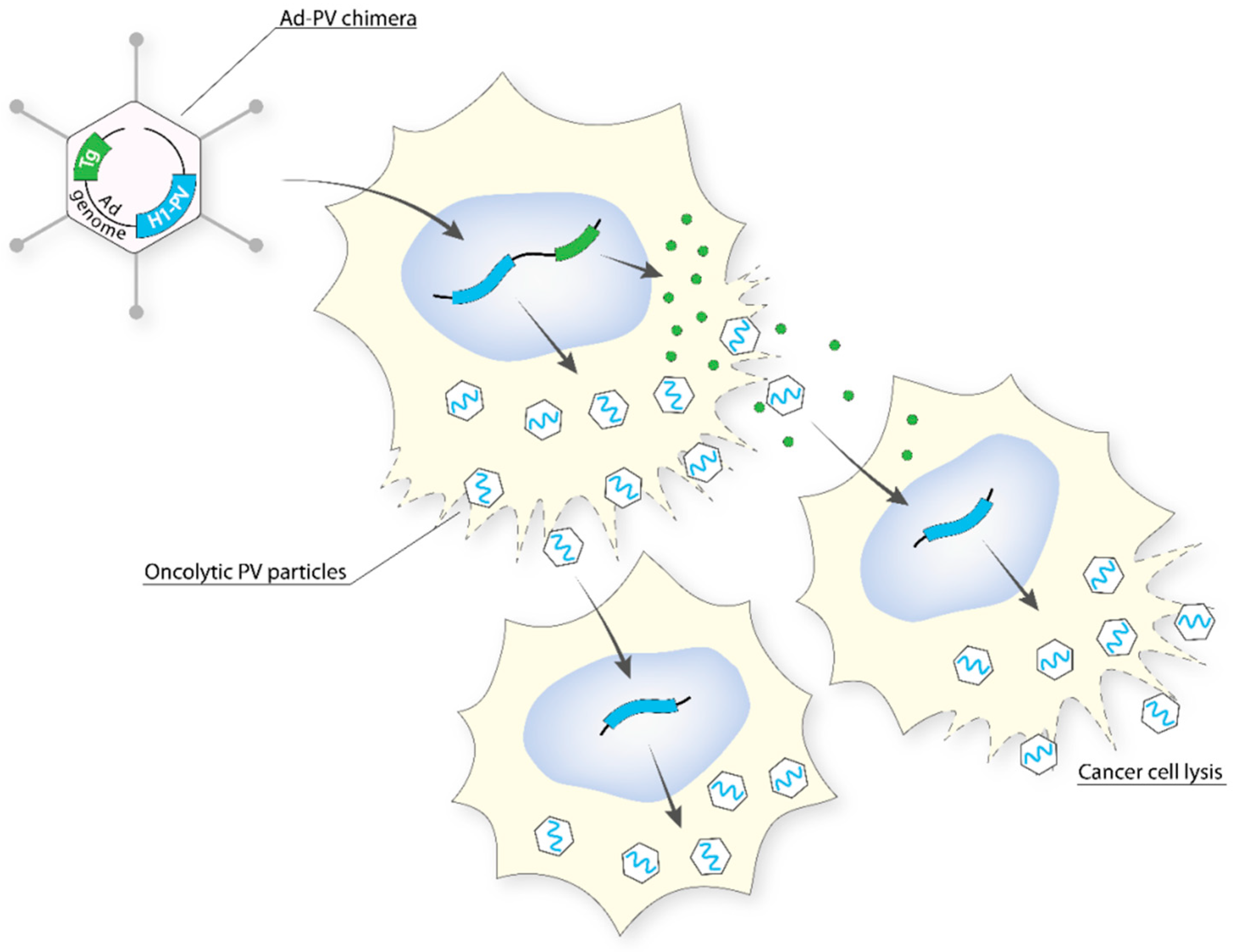 Viruses 11 00562 g004 Viruses 11 00562 g004