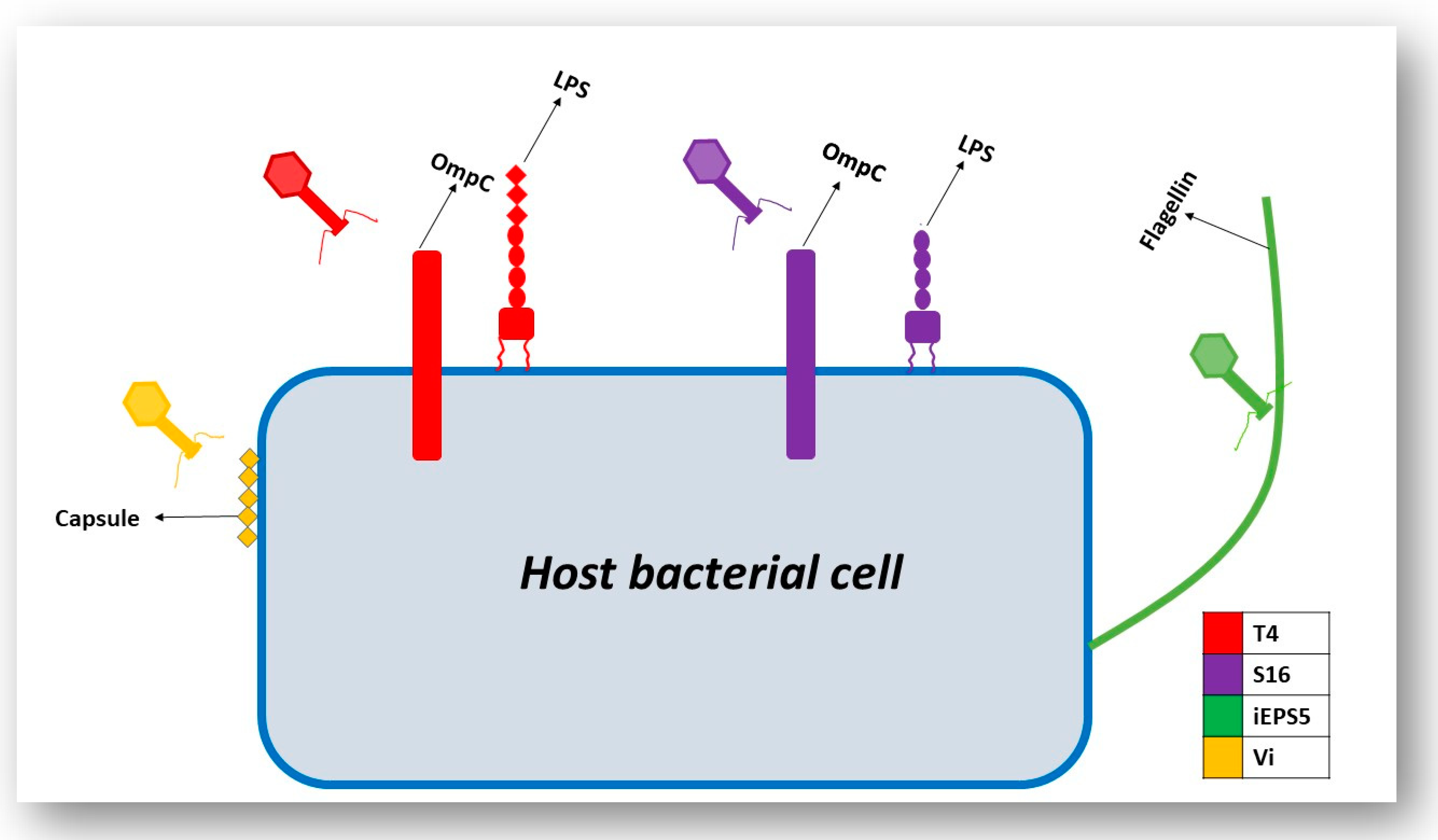 Viruses 11 00567 g005