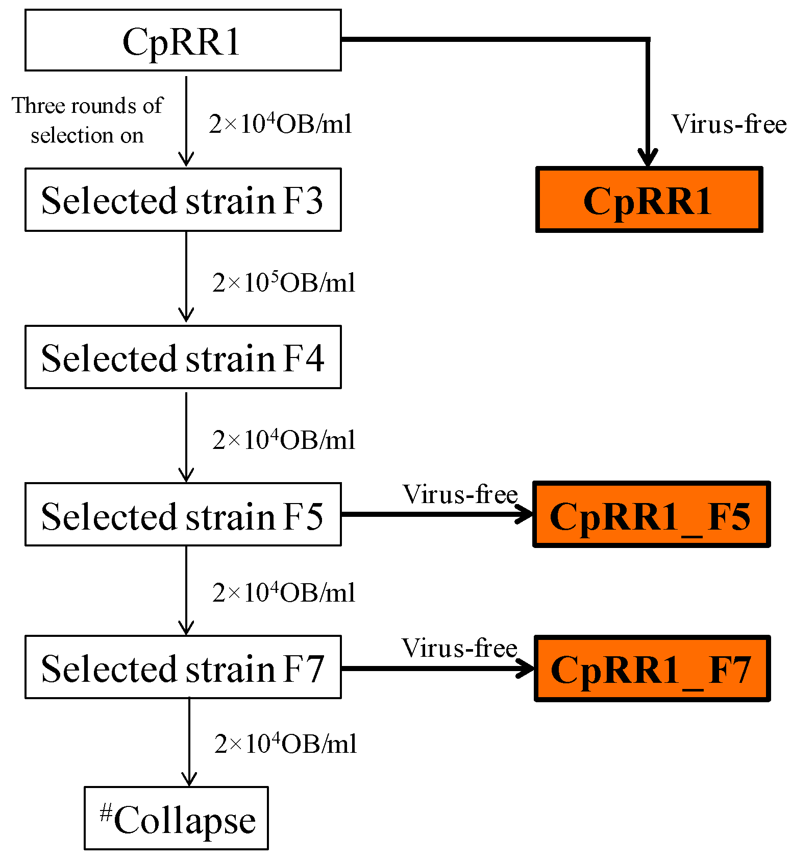 Viruses 11 00570 g001