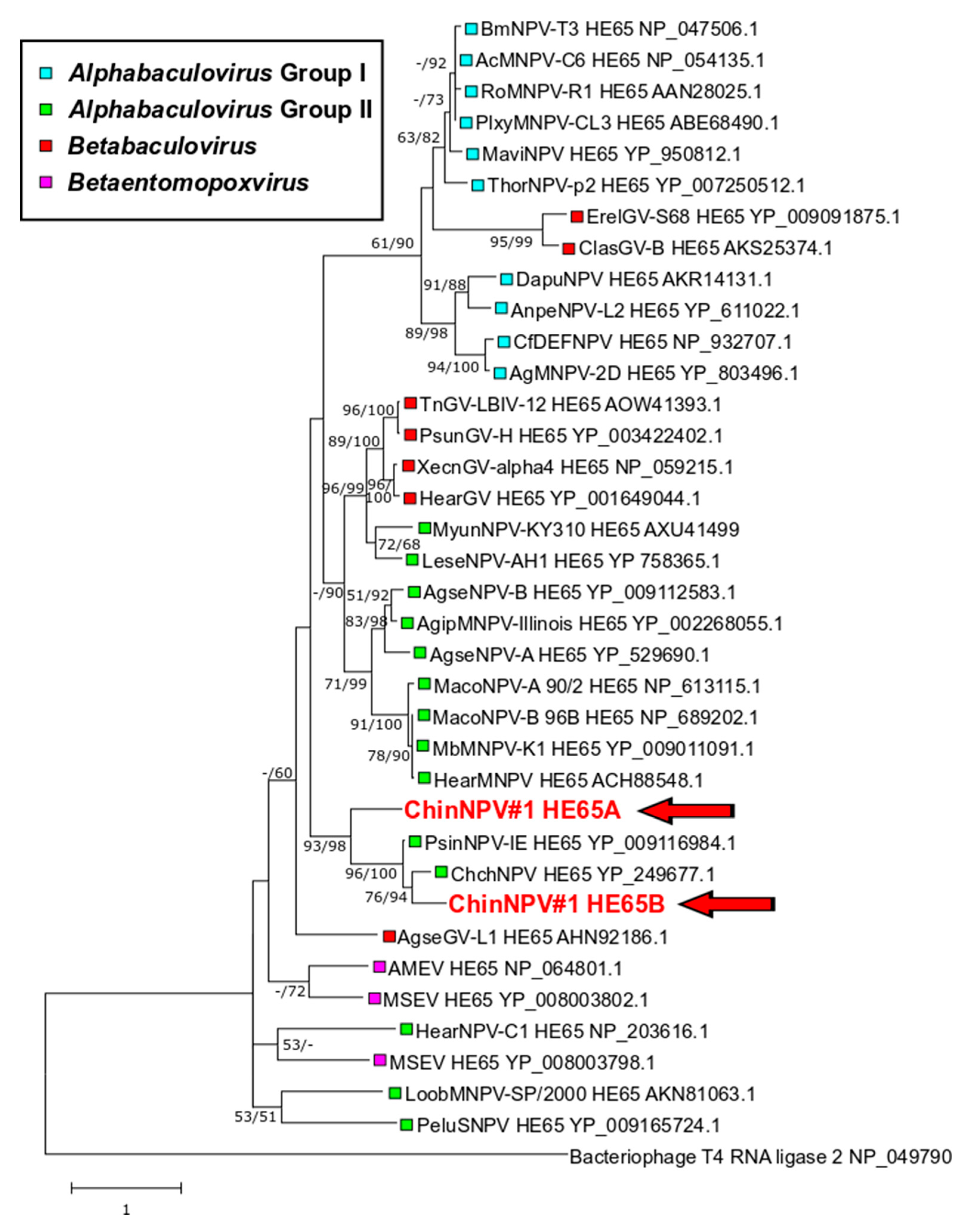 Viruses 11 00579 g007 Viruses 11 00579 g007