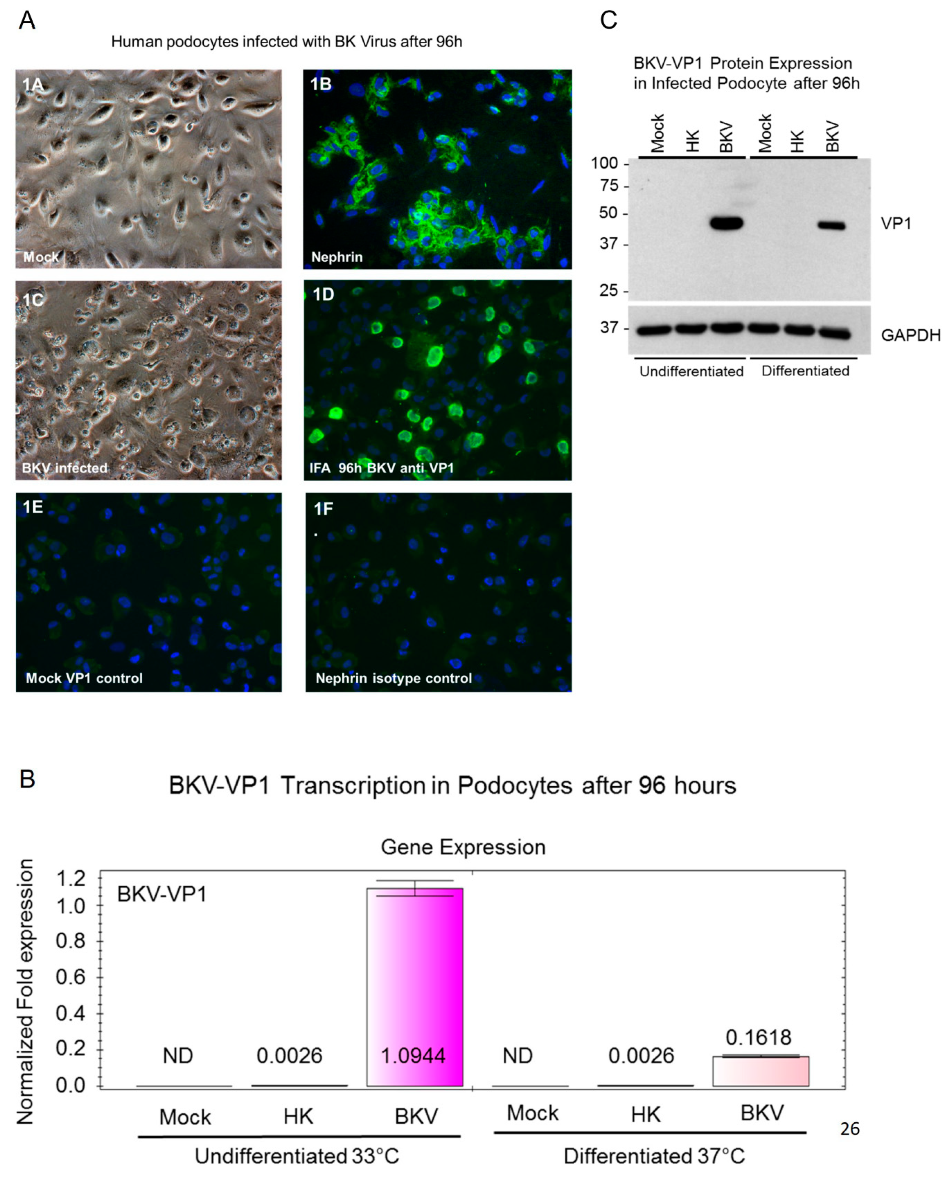 Viruses 11 00583 g001 Viruses 11 00583 g001