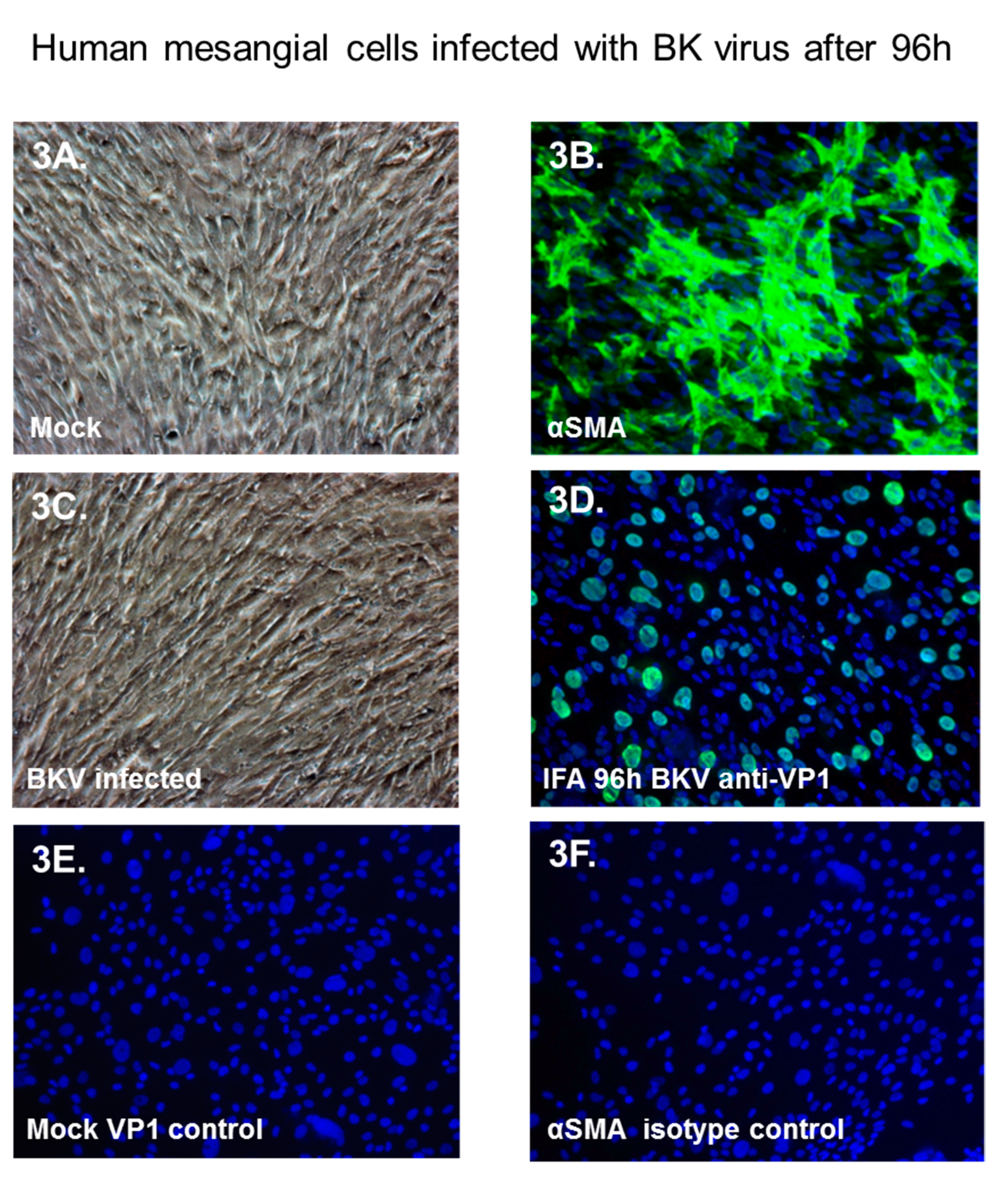 Viruses 11 00583 g003 Viruses 11 00583 g003
