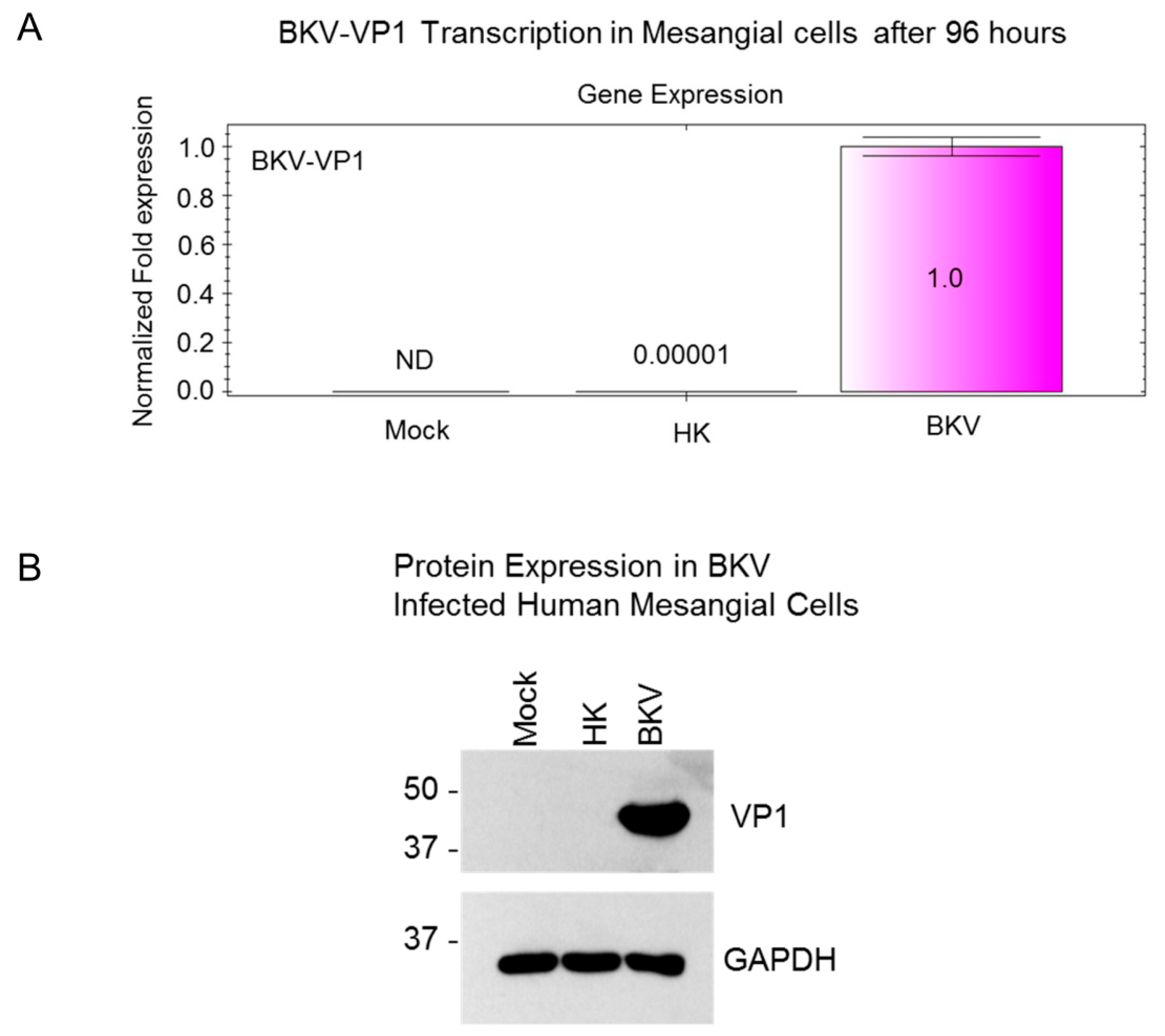 Viruses 11 00583 g004 Viruses 11 00583 g004
