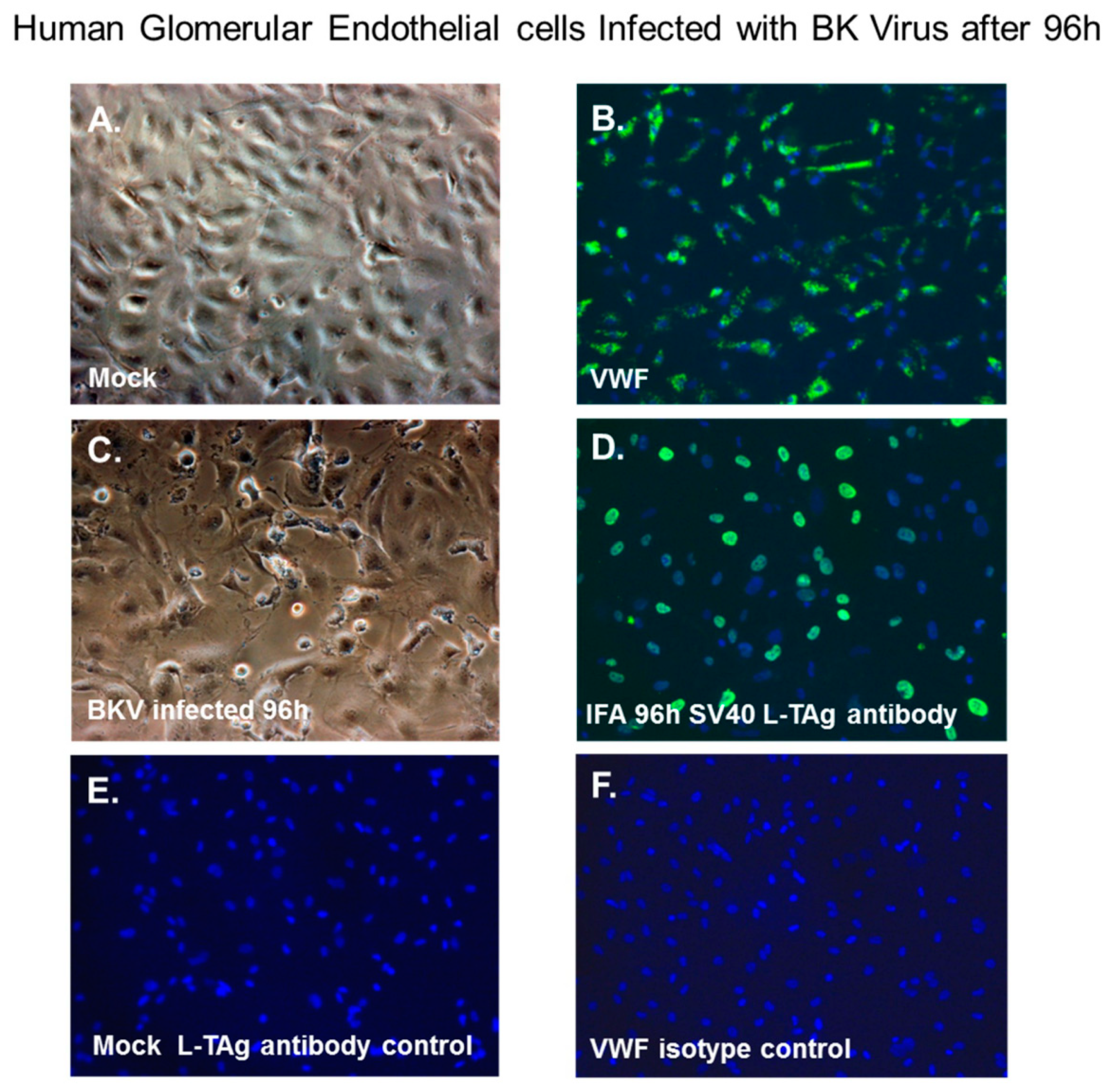 Viruses 11 00583 g005 Viruses 11 00583 g005