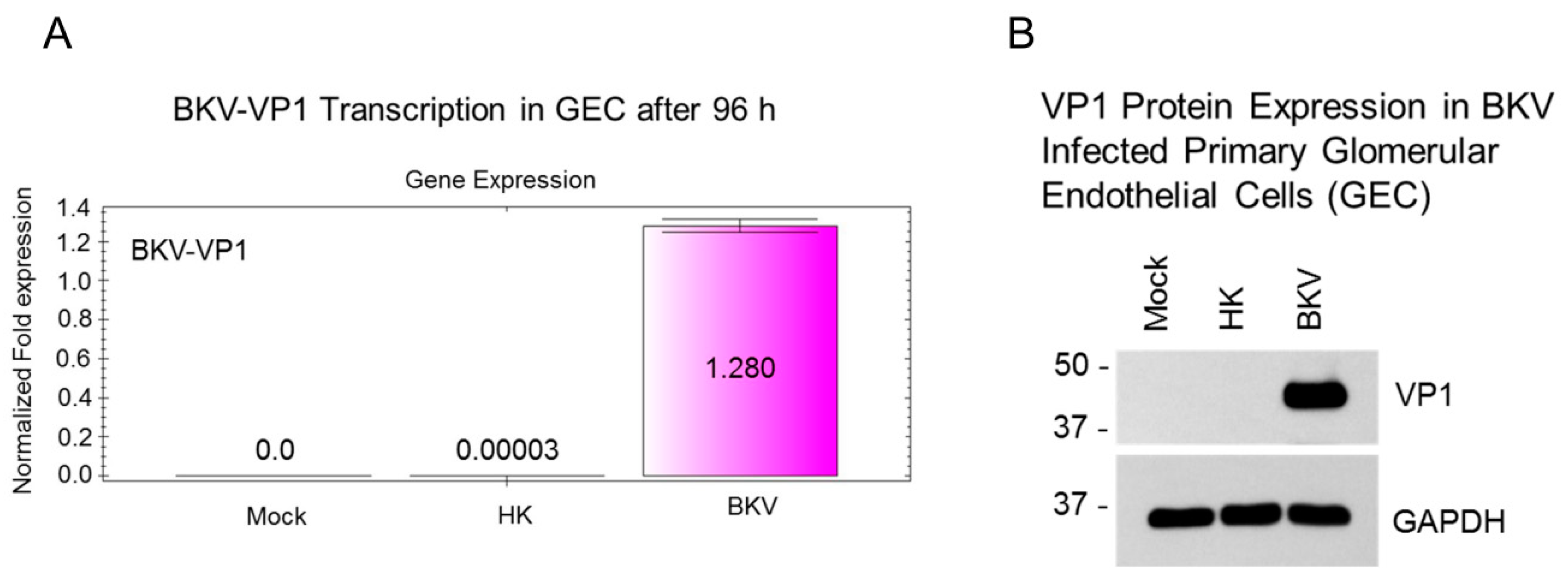 Viruses 11 00583 g006 Viruses 11 00583 g006