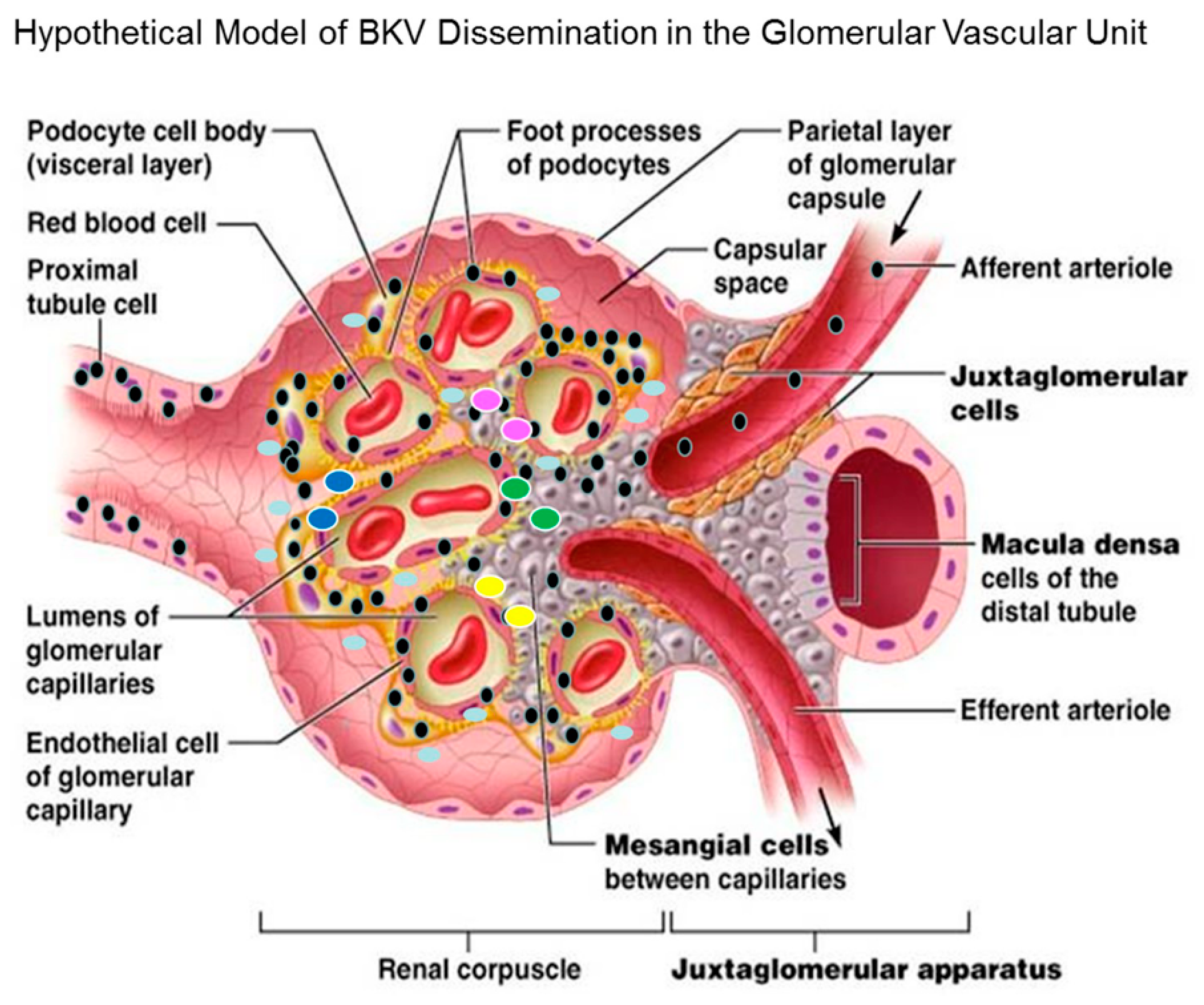 Viruses 11 00583 g009 Viruses 11 00583 g009