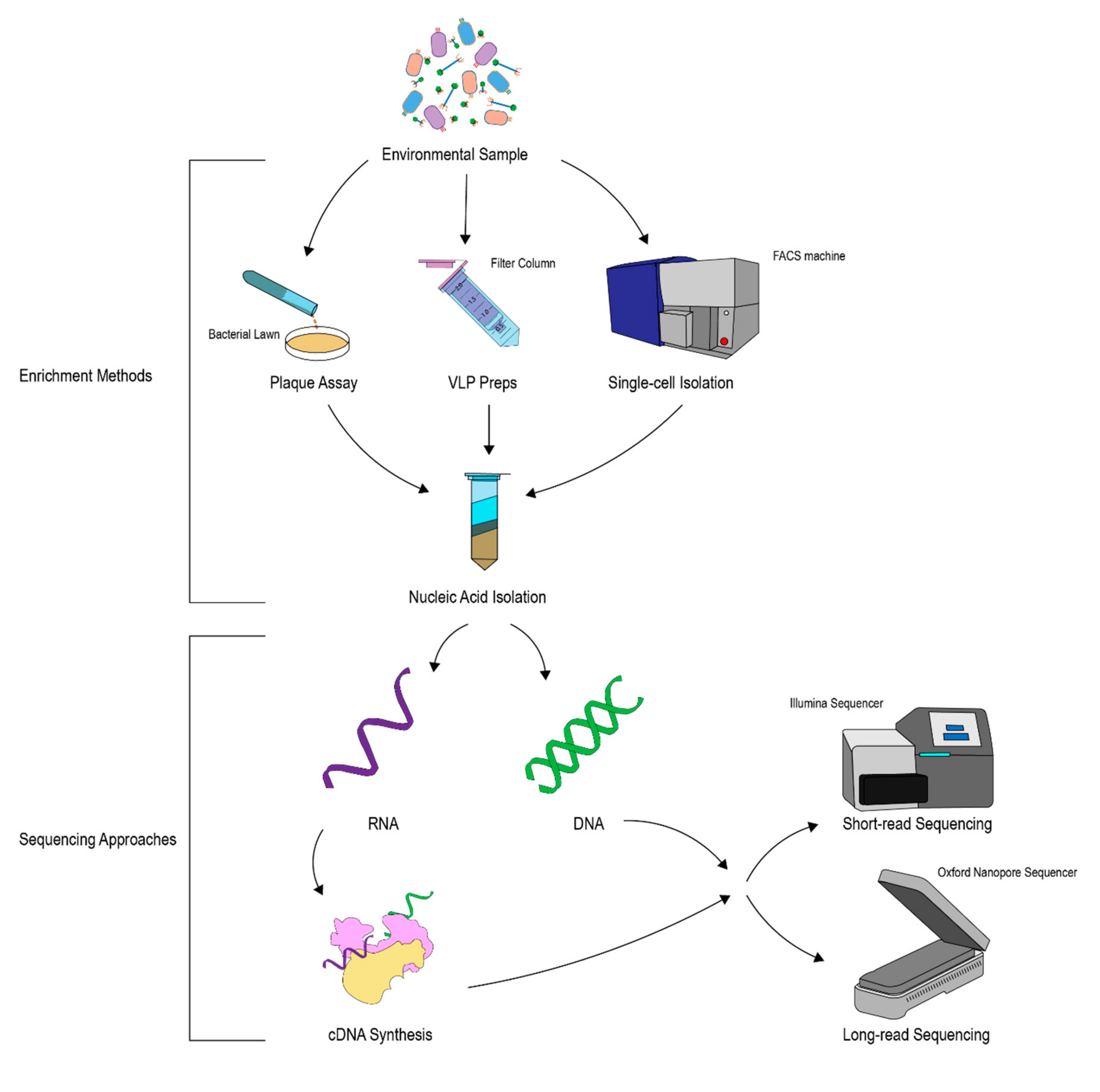 Viruses 11 00587 g002