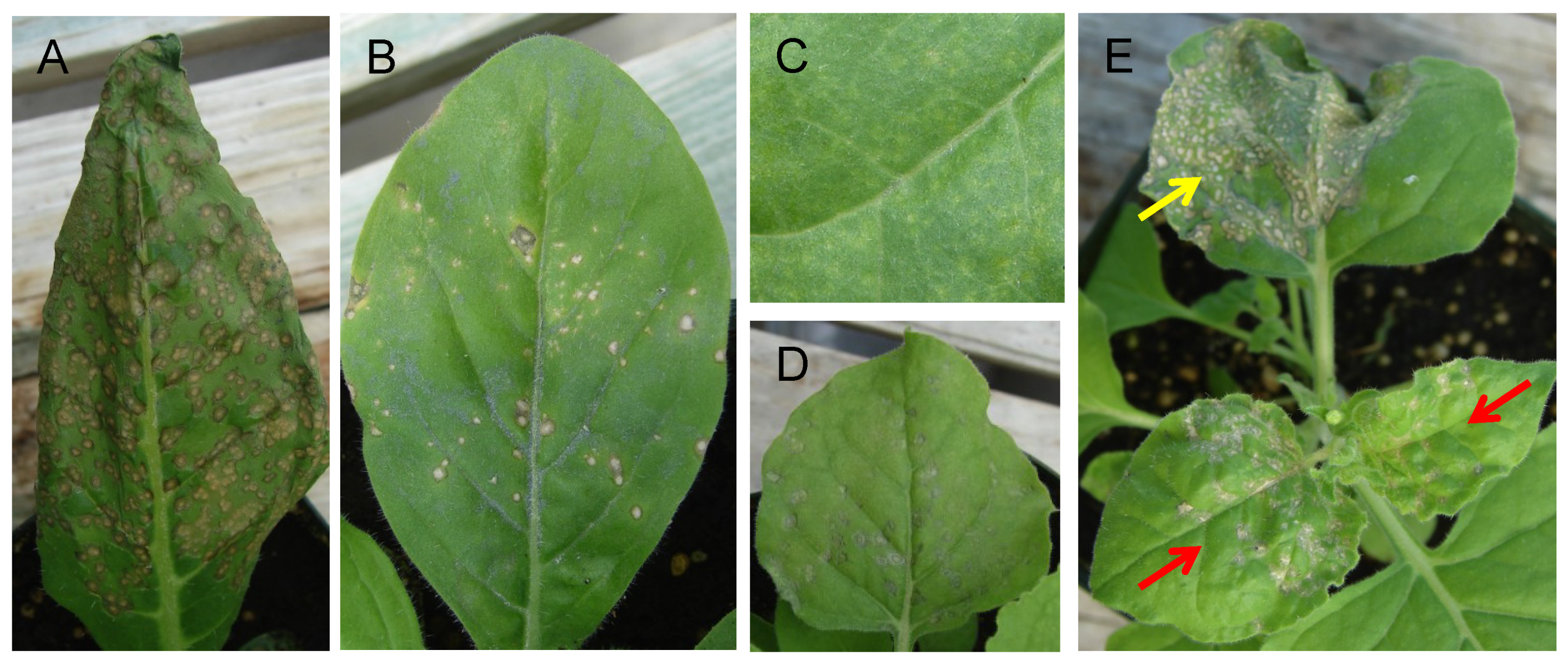 Viruses 11 00588 g002 Viruses 11 00588 g002