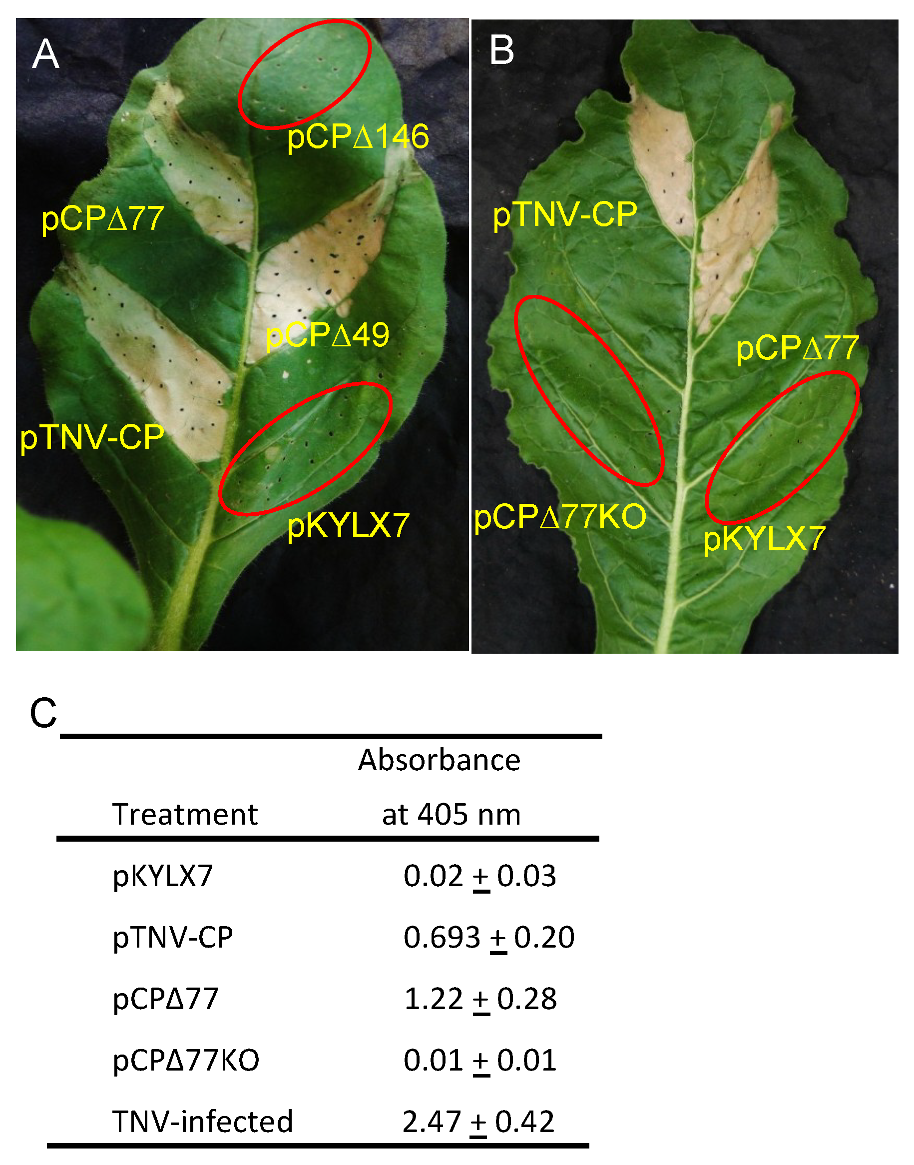 Viruses 11 00588 g003 Viruses 11 00588 g003