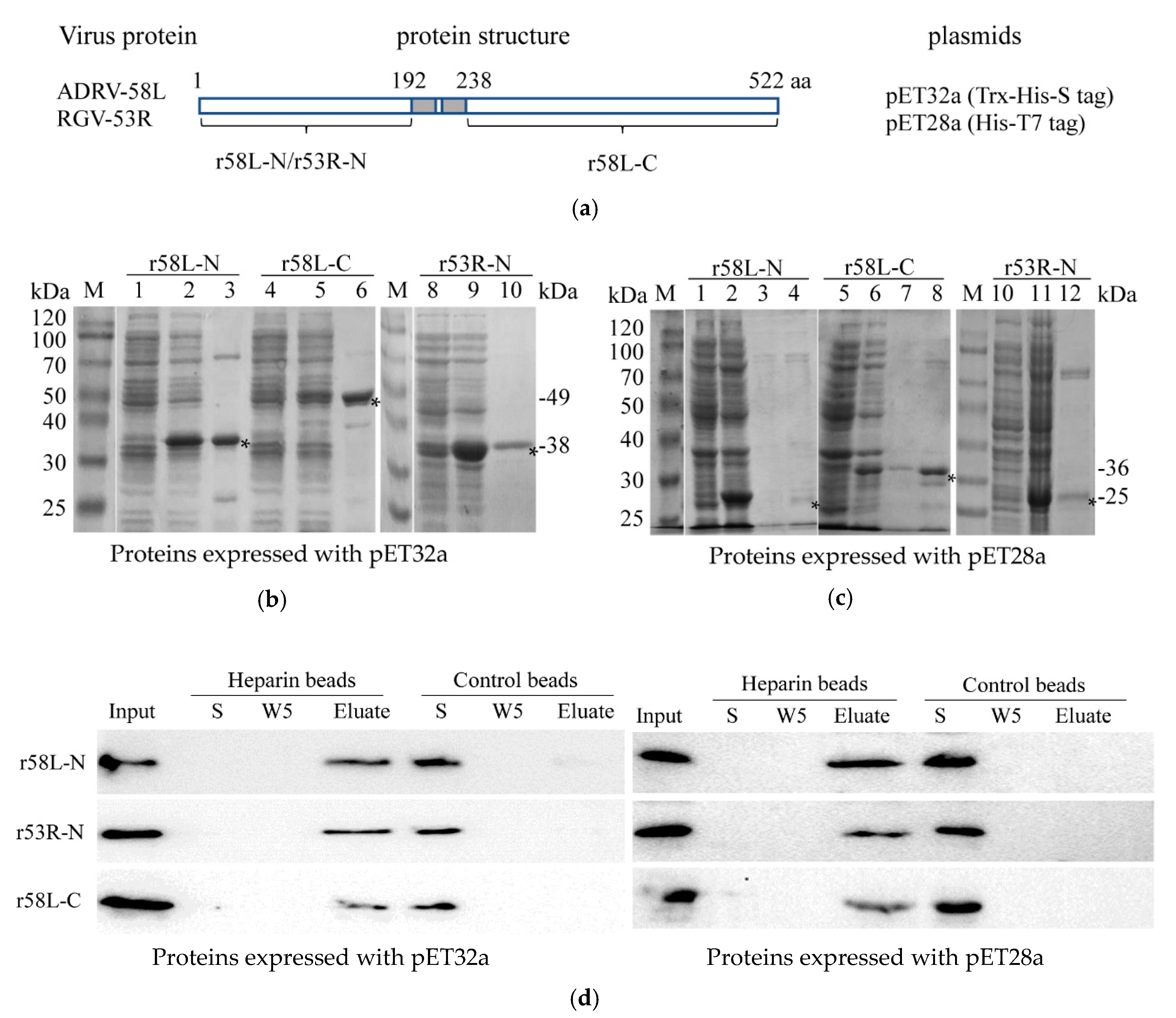 Viruses 11 00593 g005 Viruses 11 00593 g005