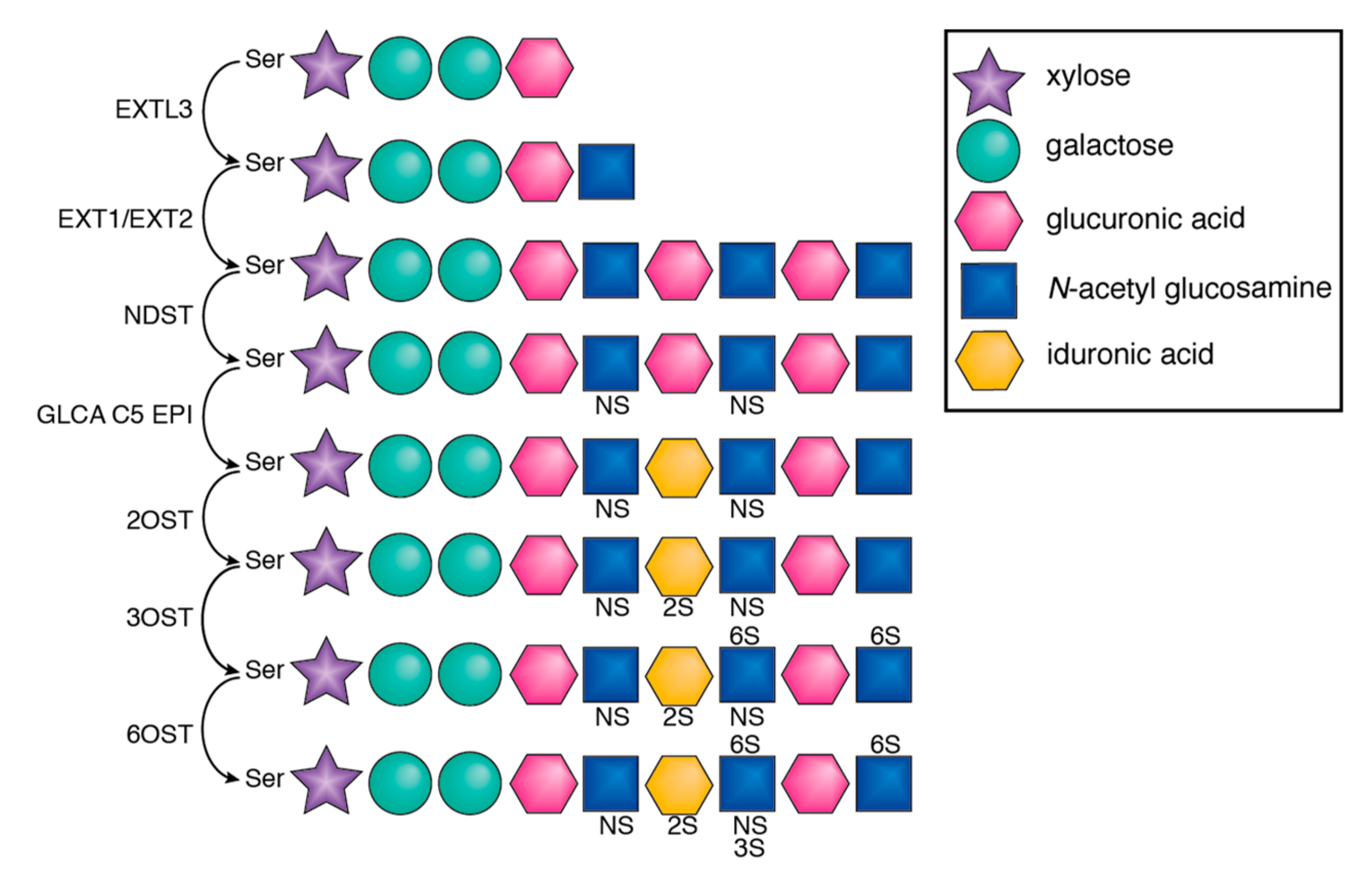 Viruses 11 00596 g002