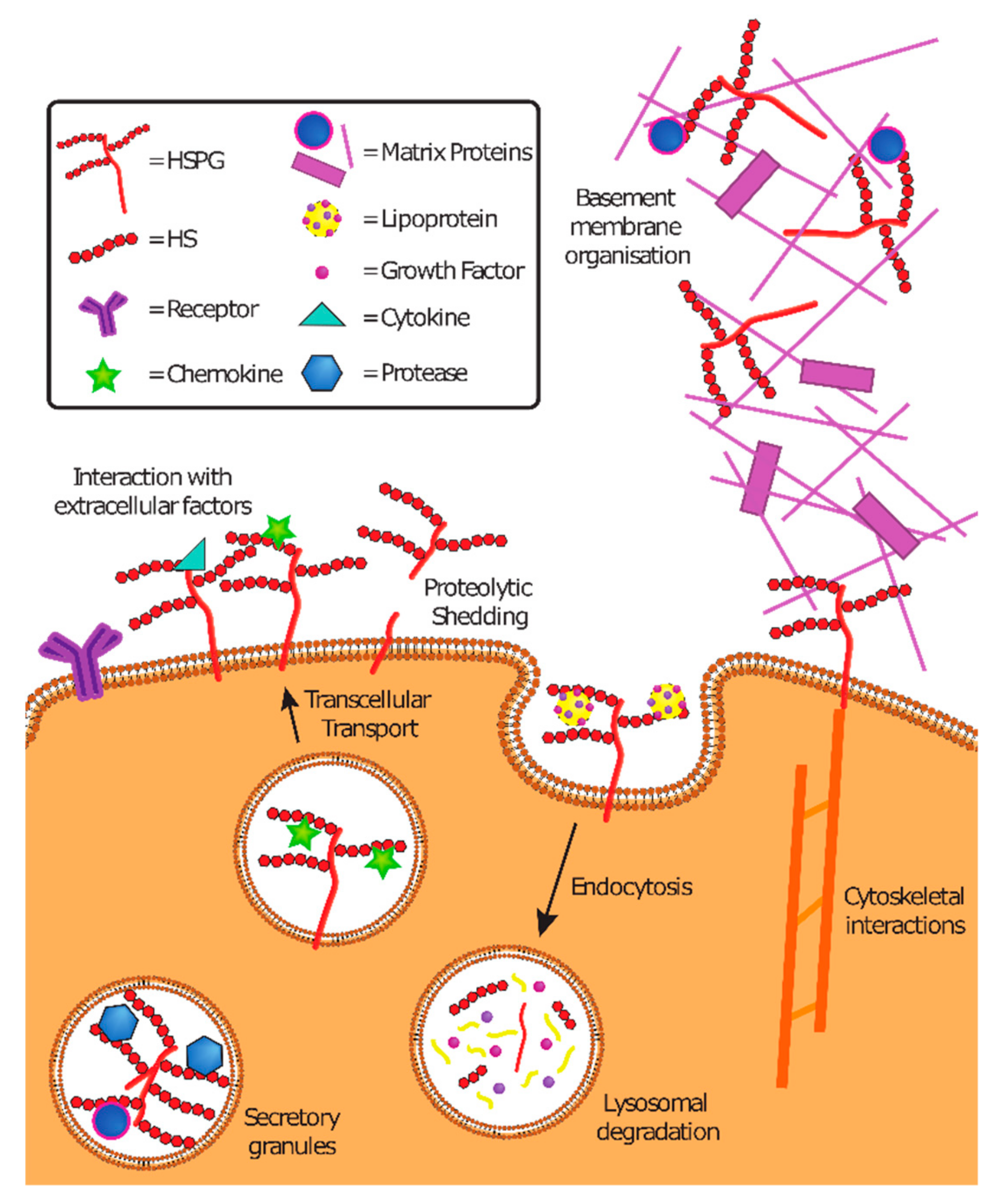 Viruses 11 00596 g003