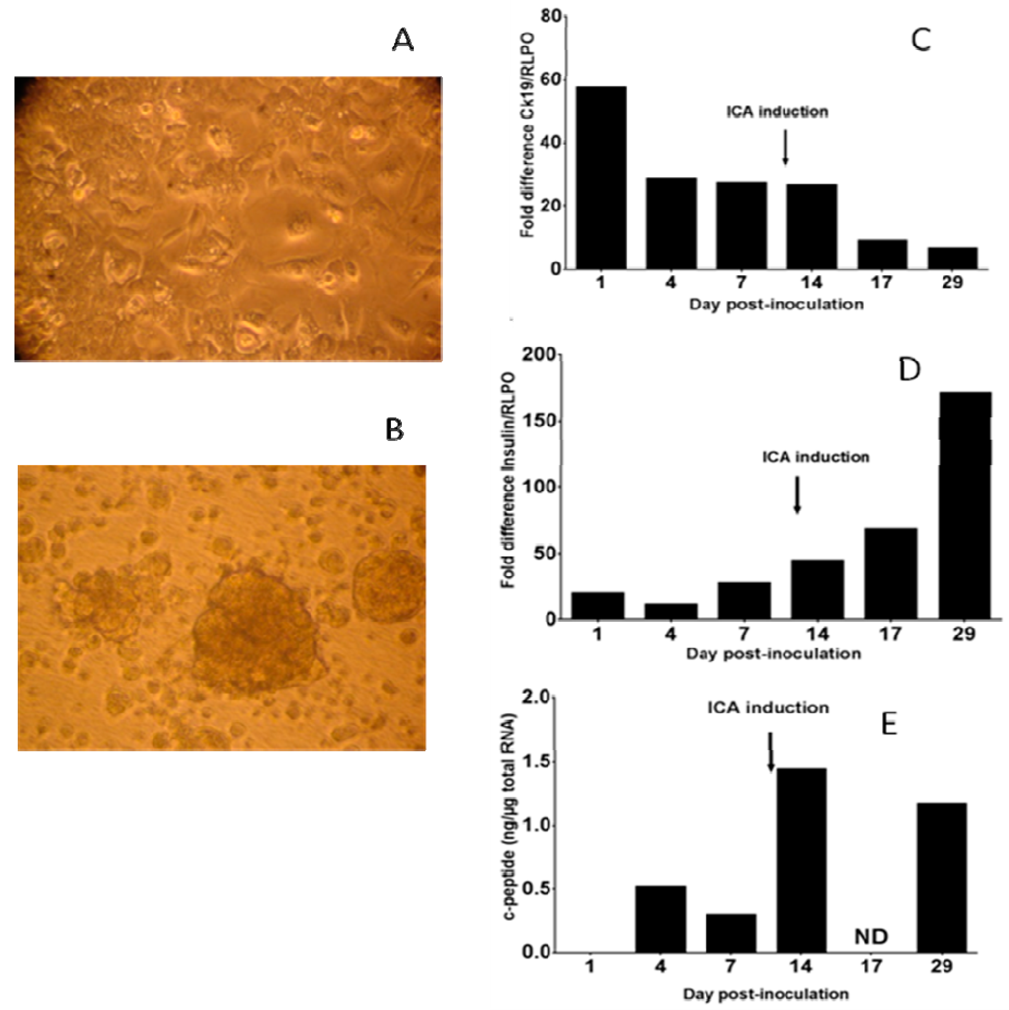Viruses 11 00597 g001