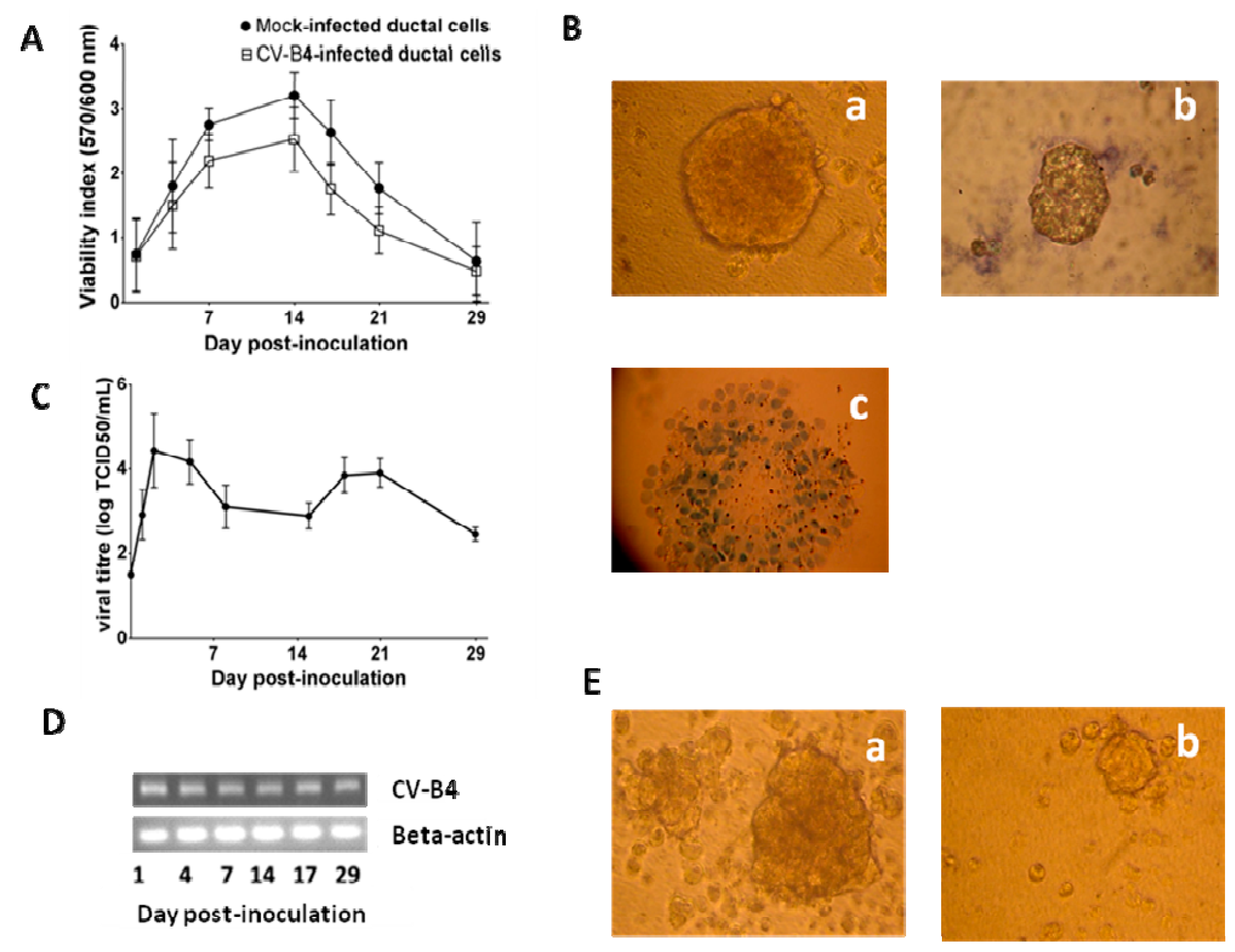 Viruses 11 00597 g003
