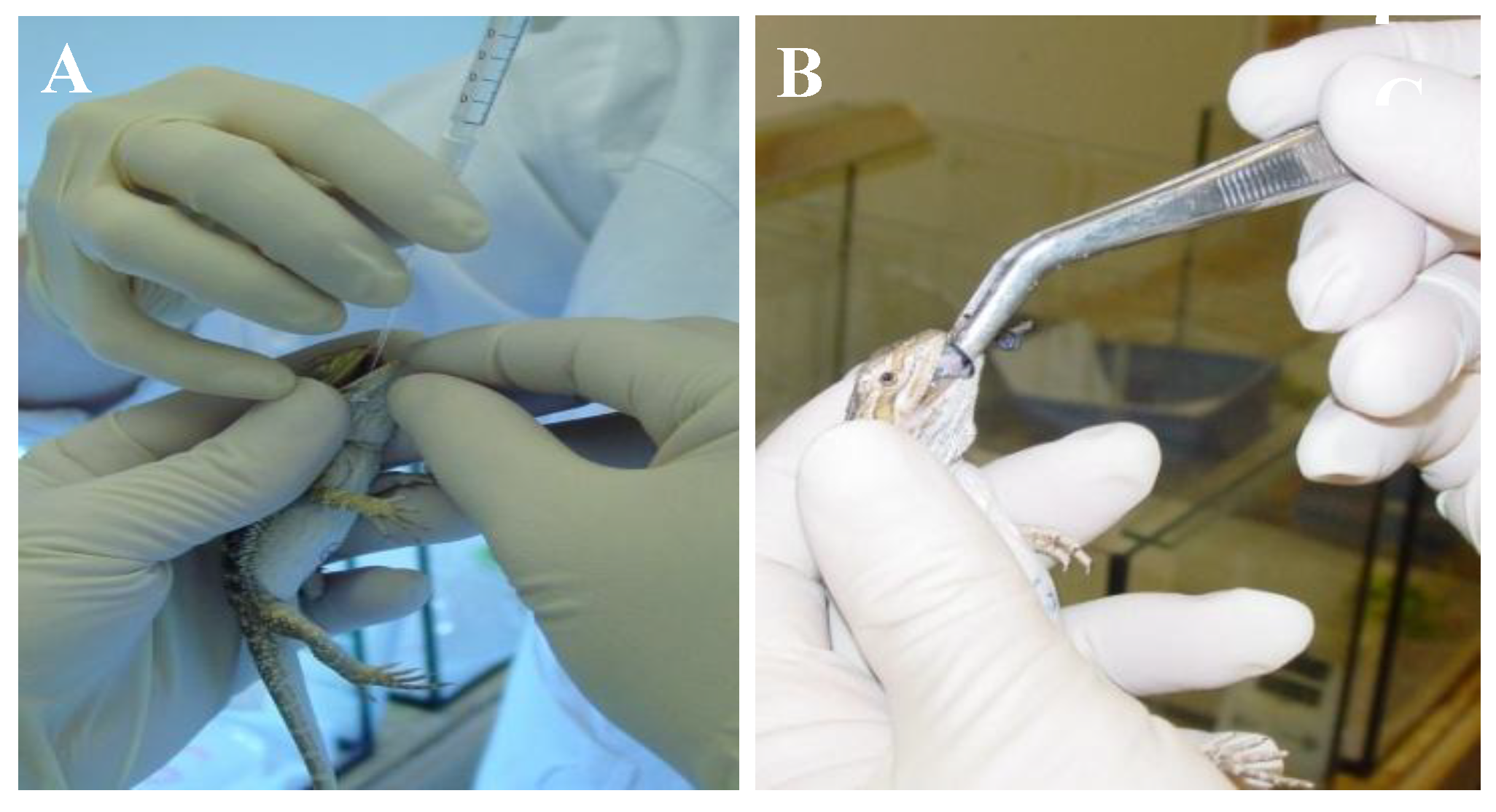 Viruses 11 00600 g002 Viruses 11 00600 g002