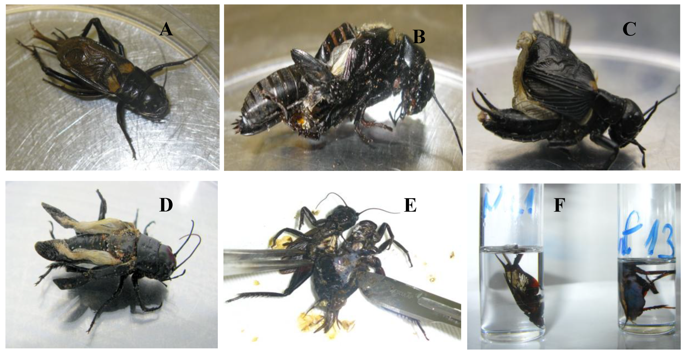 Viruses 11 00600 g006 Viruses 11 00600 g006