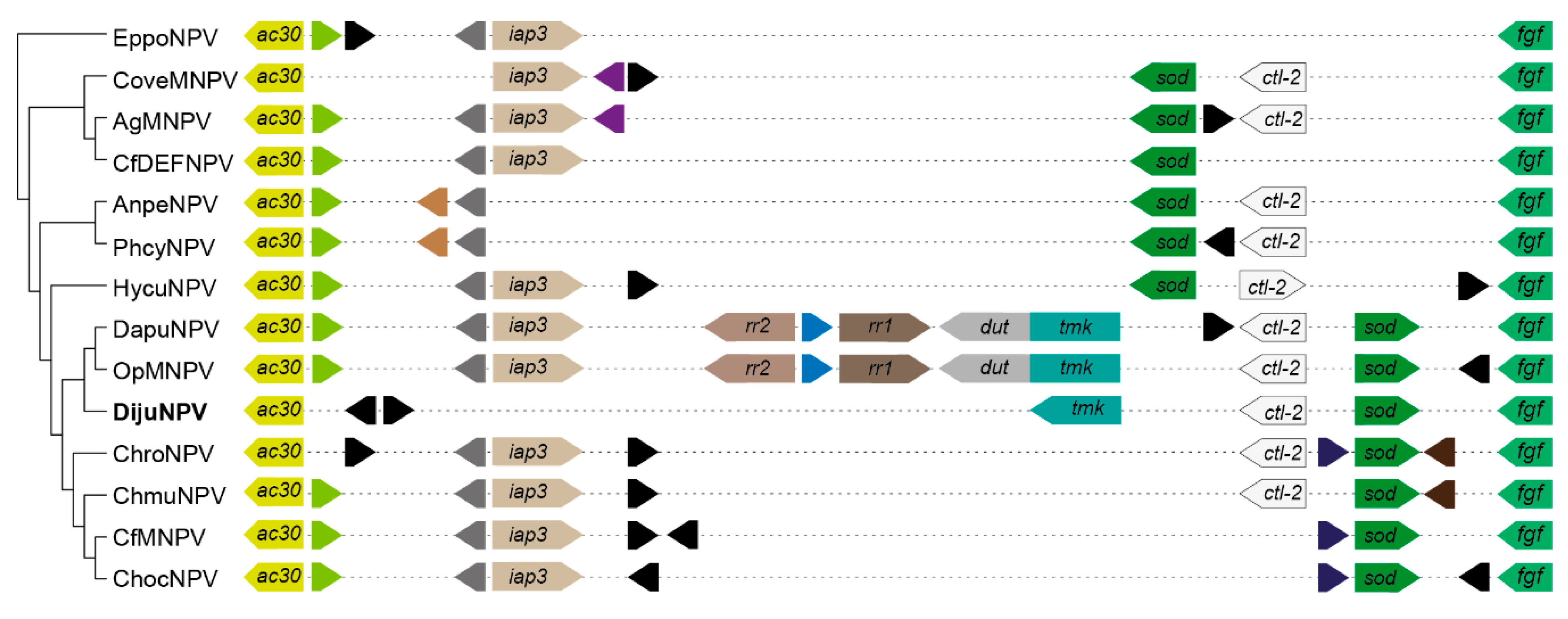 Viruses 11 00602 g005 Viruses 11 00602 g005