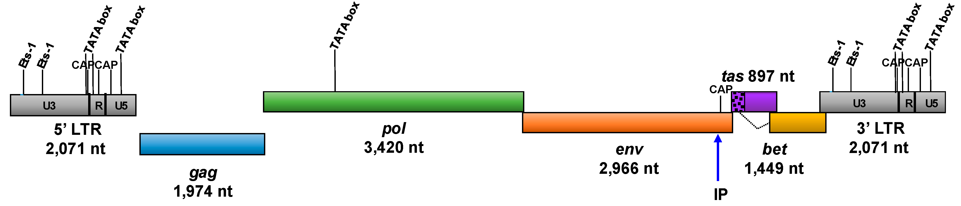 Viruses 11 00605 g001