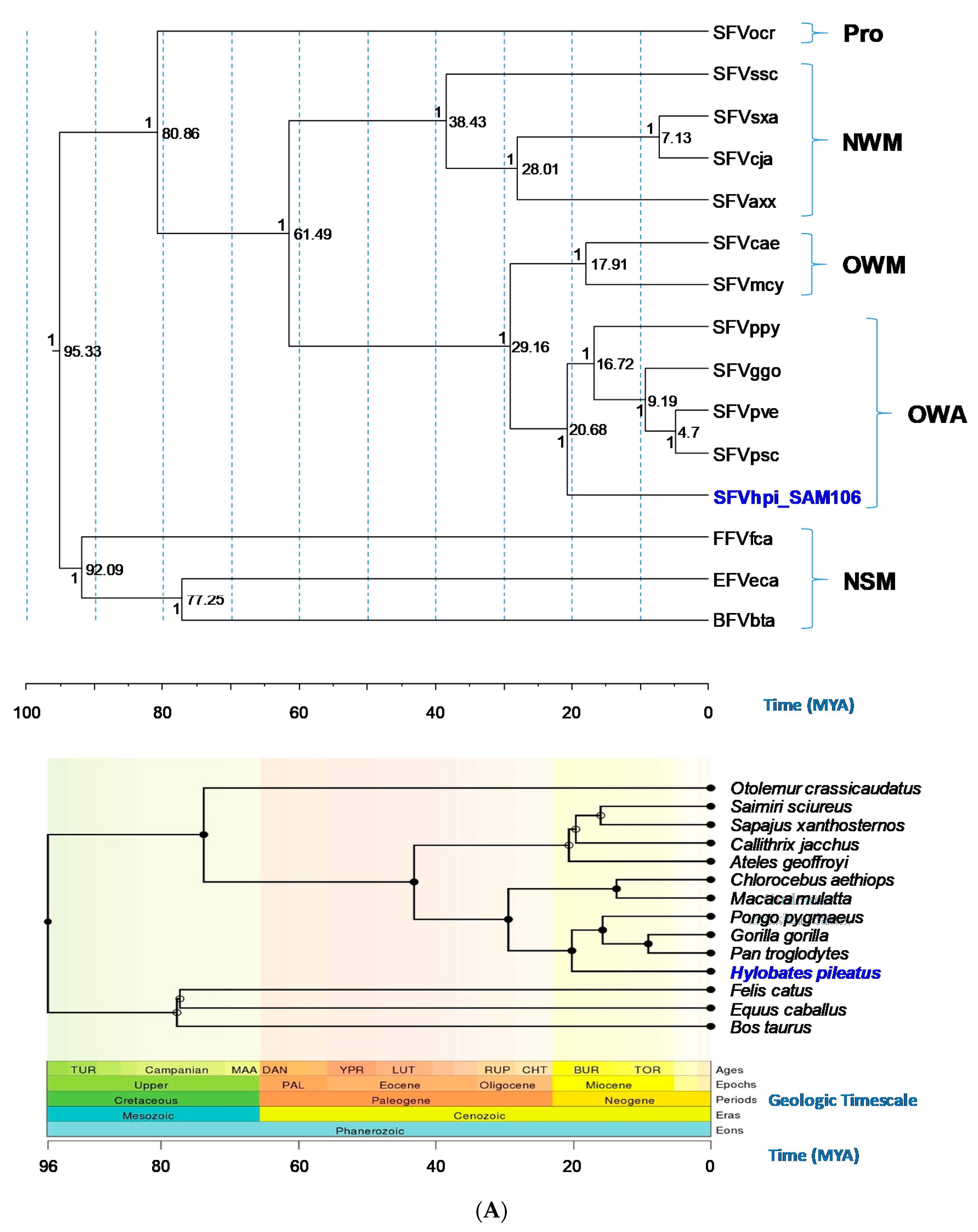 Viruses 11 00605 g003a