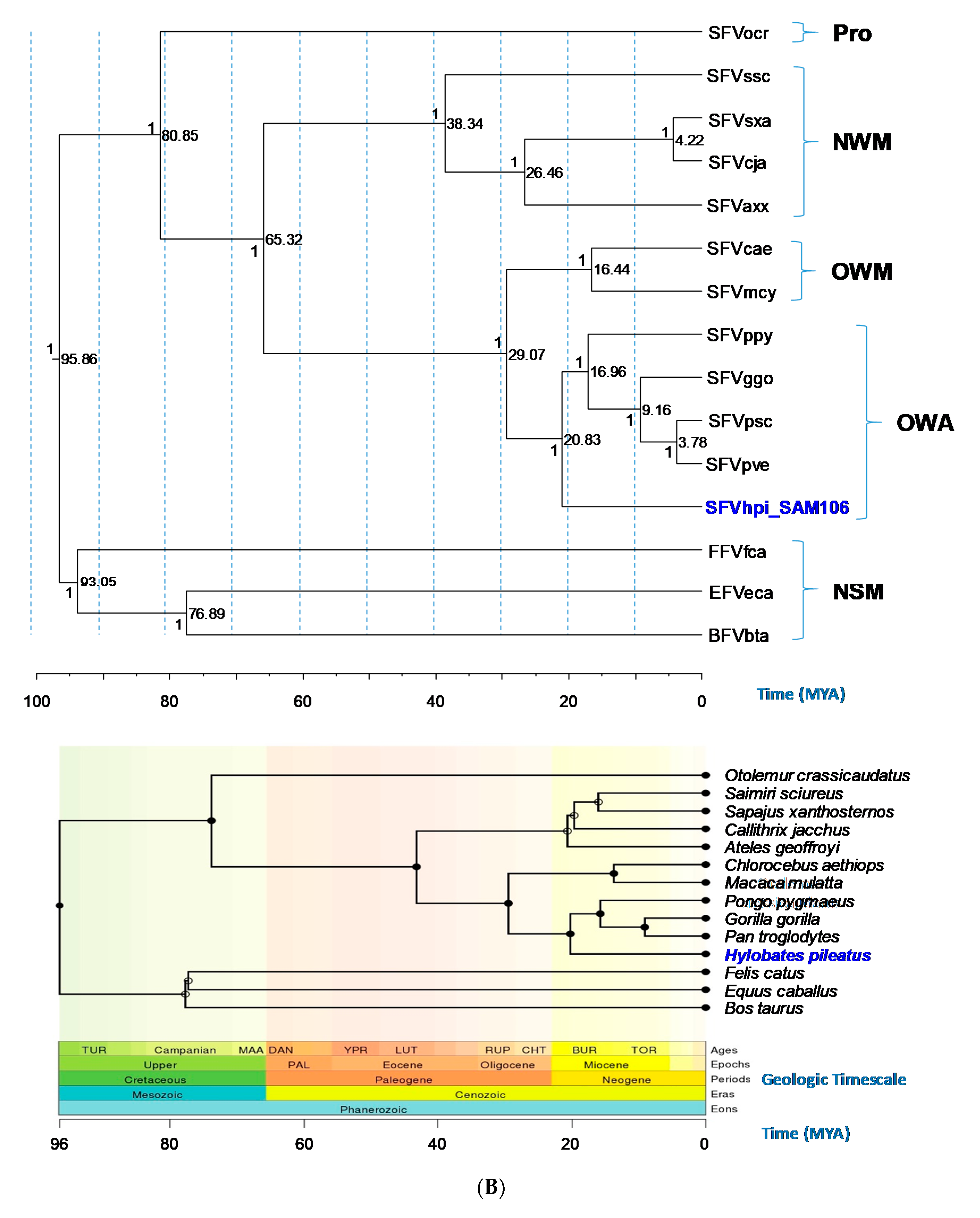 Viruses 11 00605 g003b