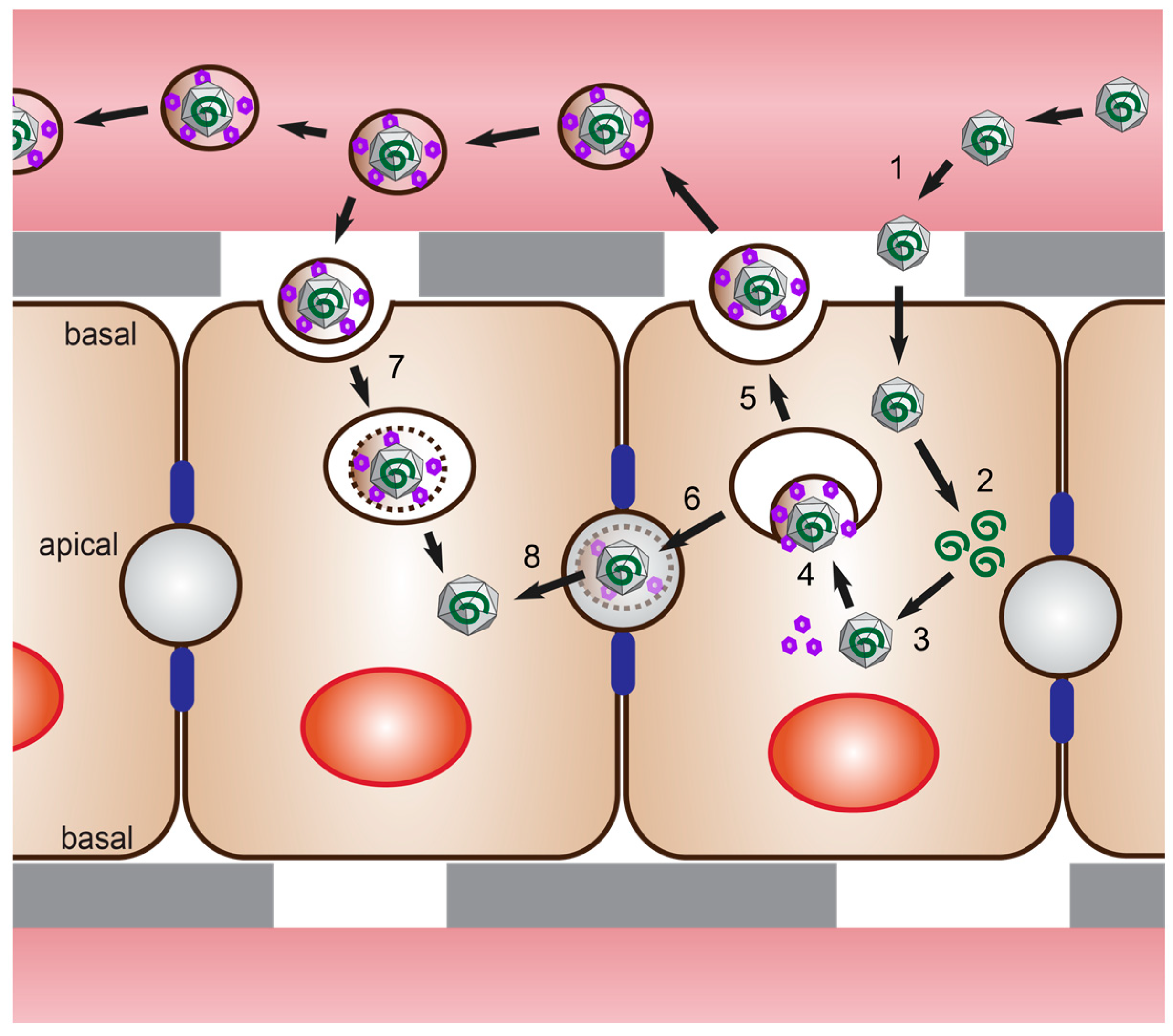 Viruses 11 00608 g001 Viruses 11 00608 g001